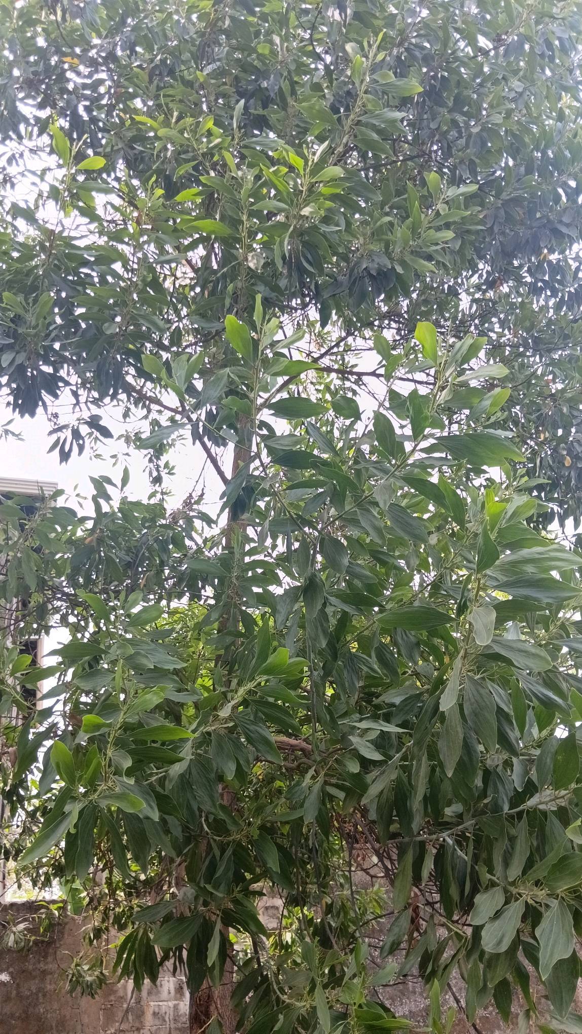 tree