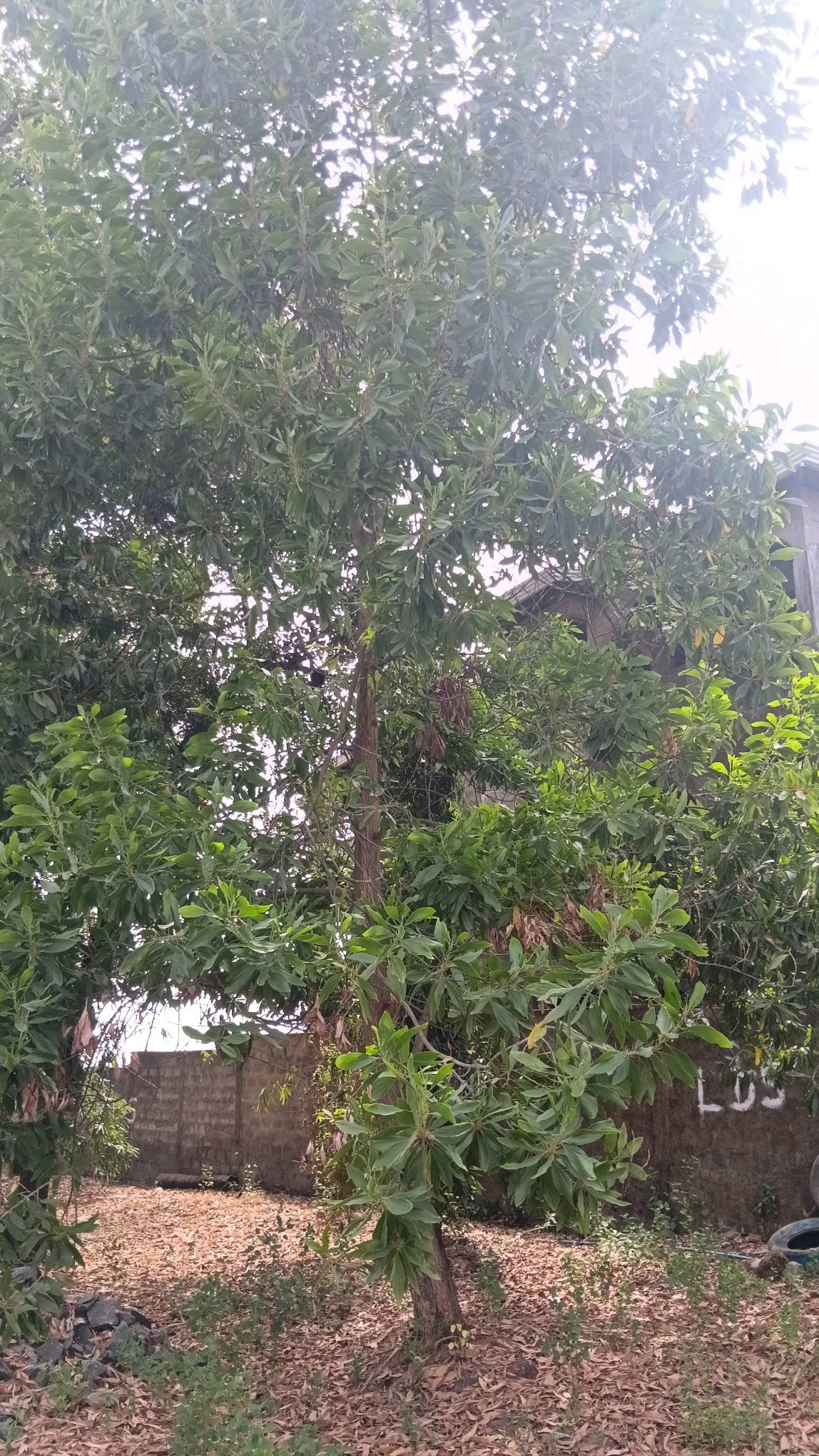tree