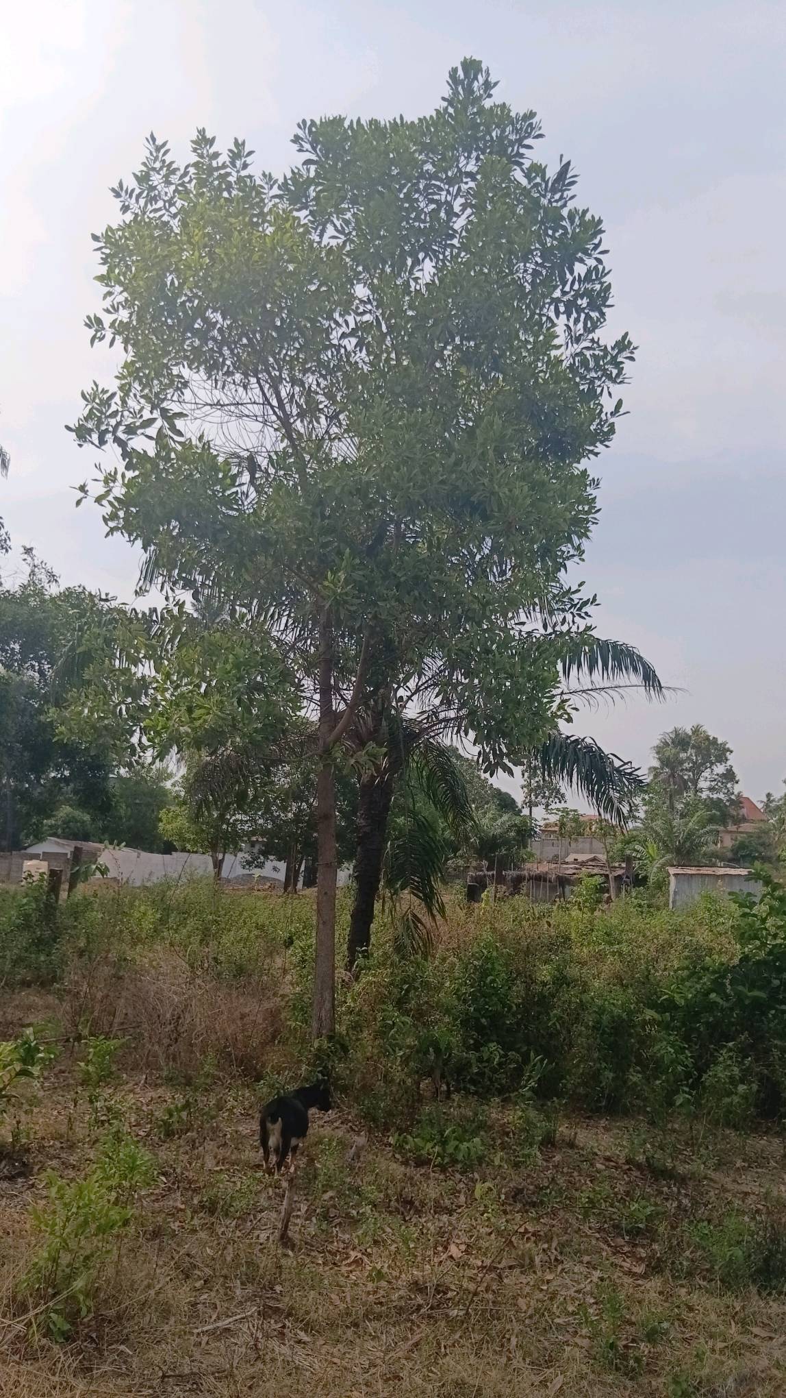 tree