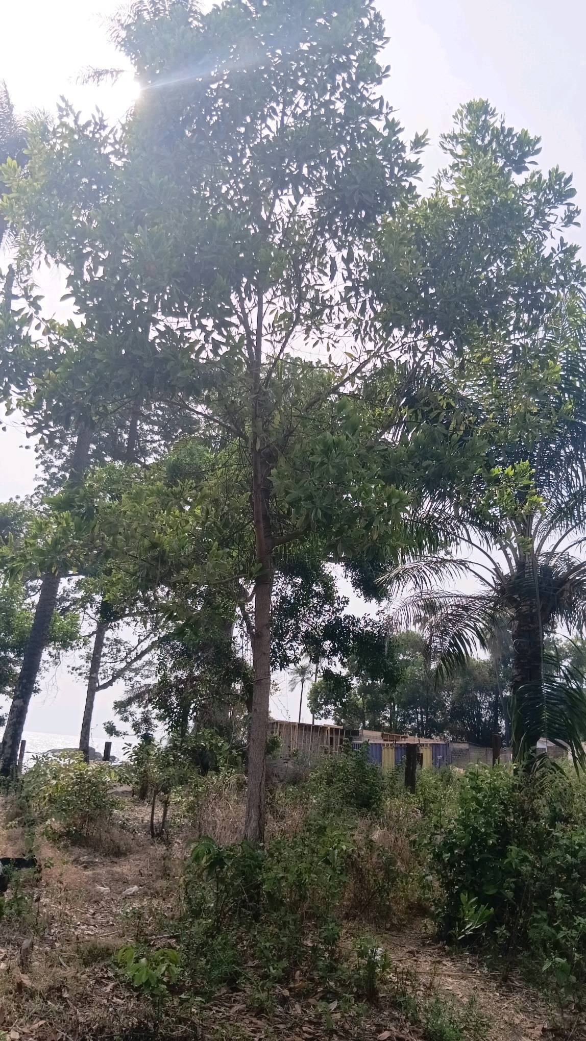 tree