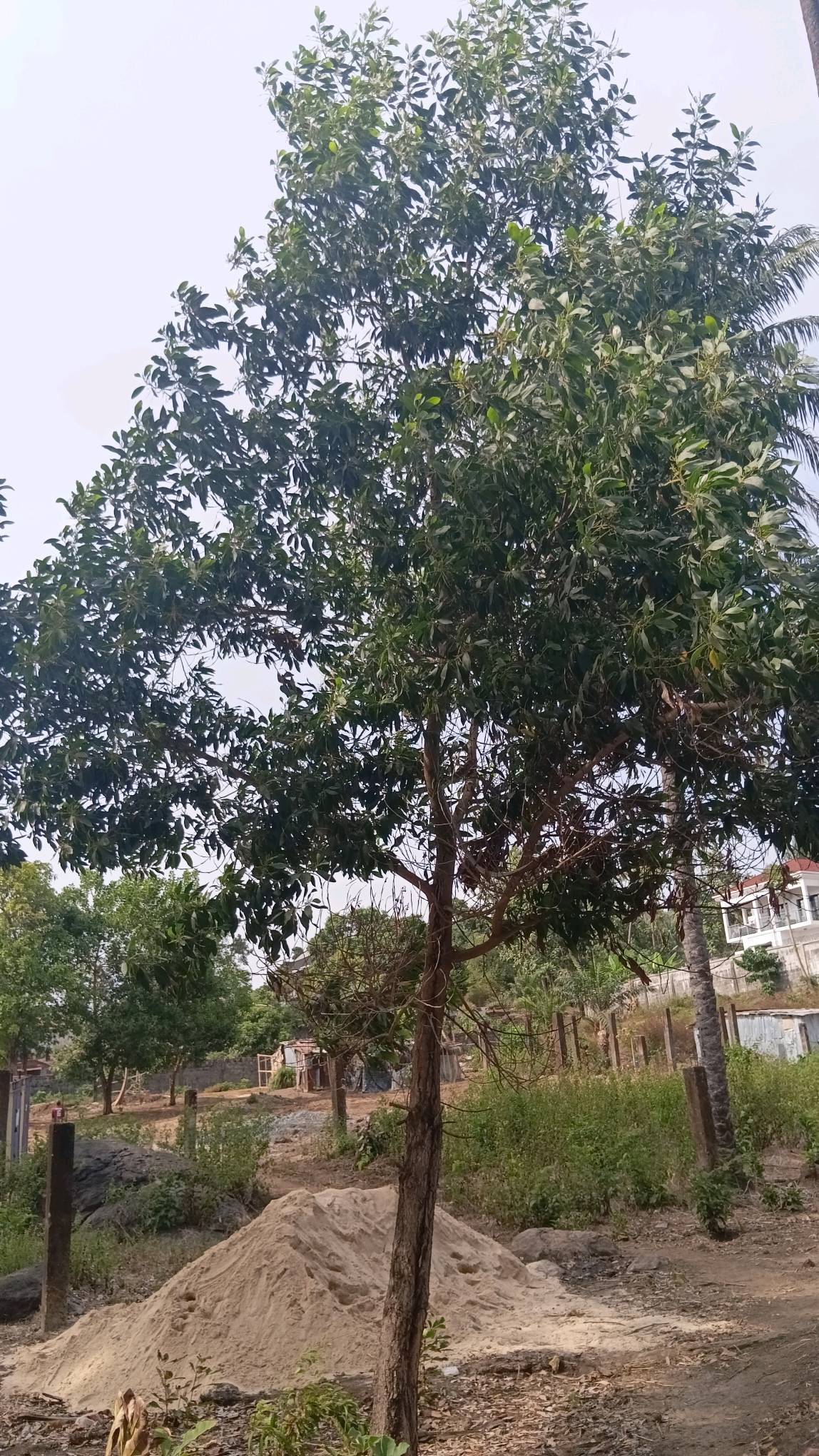 tree