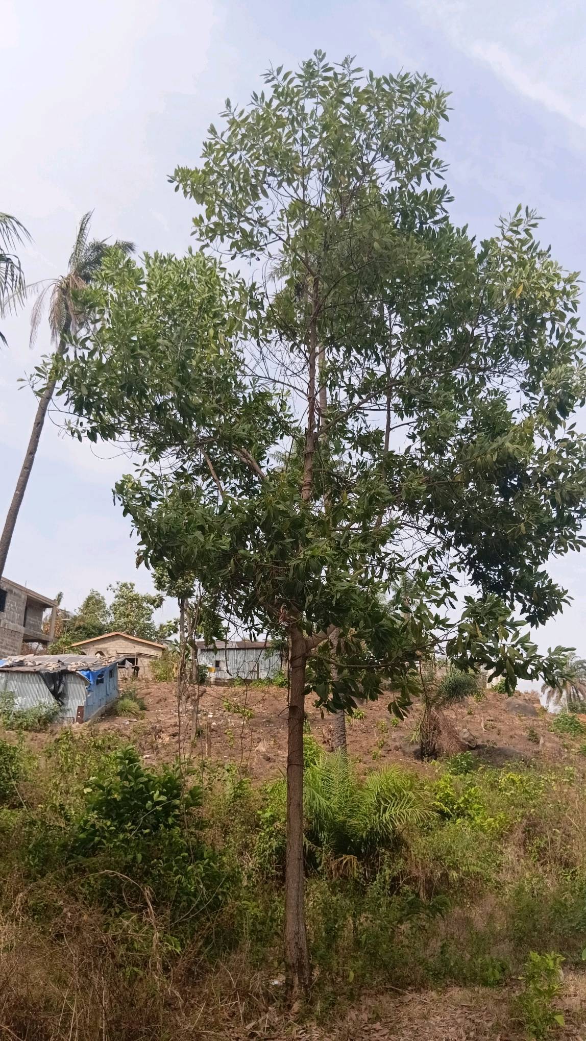 tree