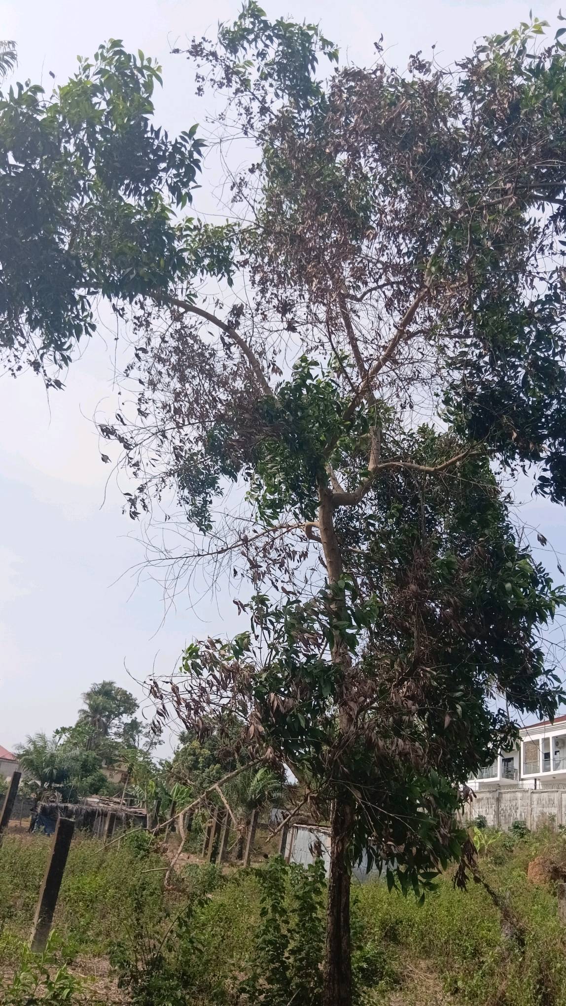 tree