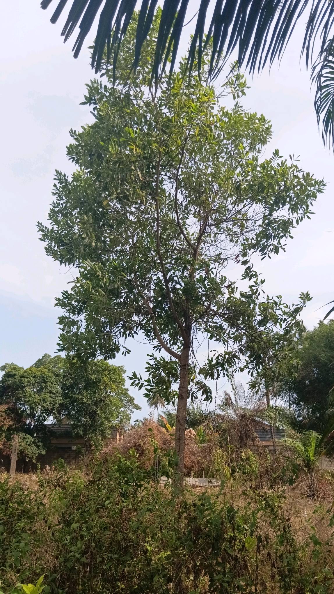 tree