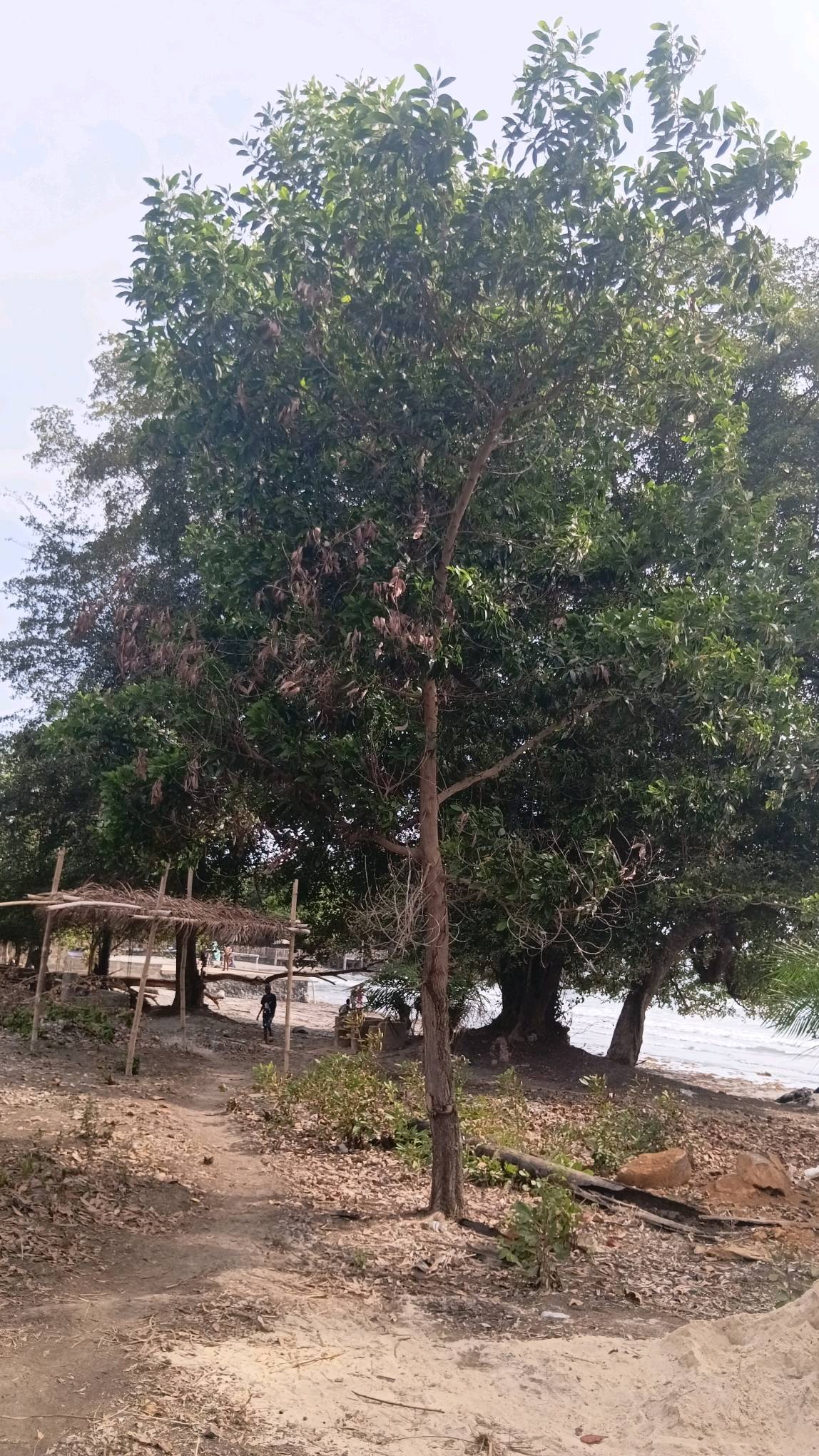 tree