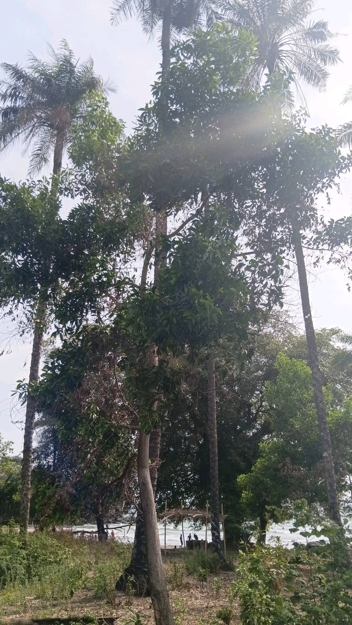 tree