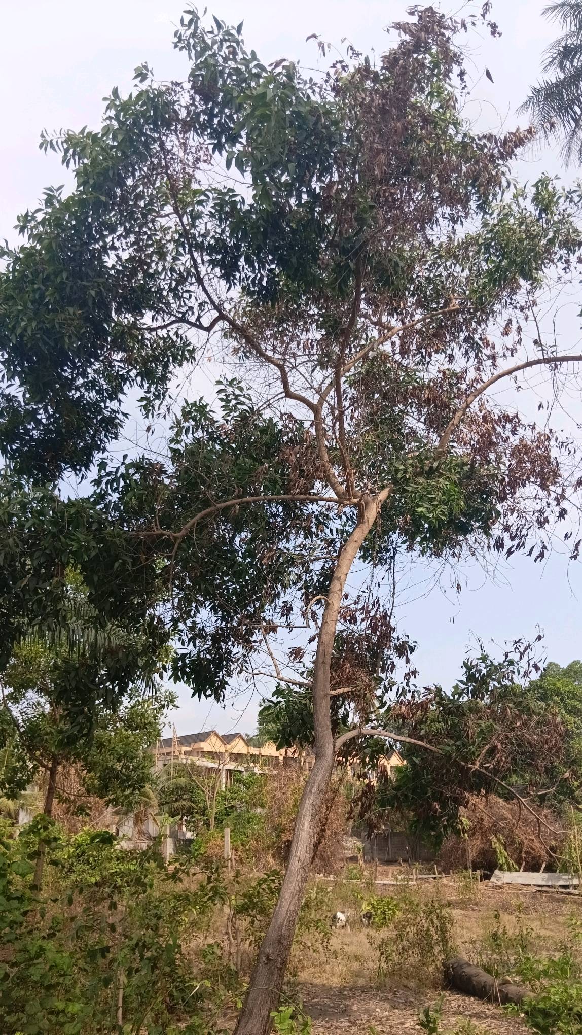 tree