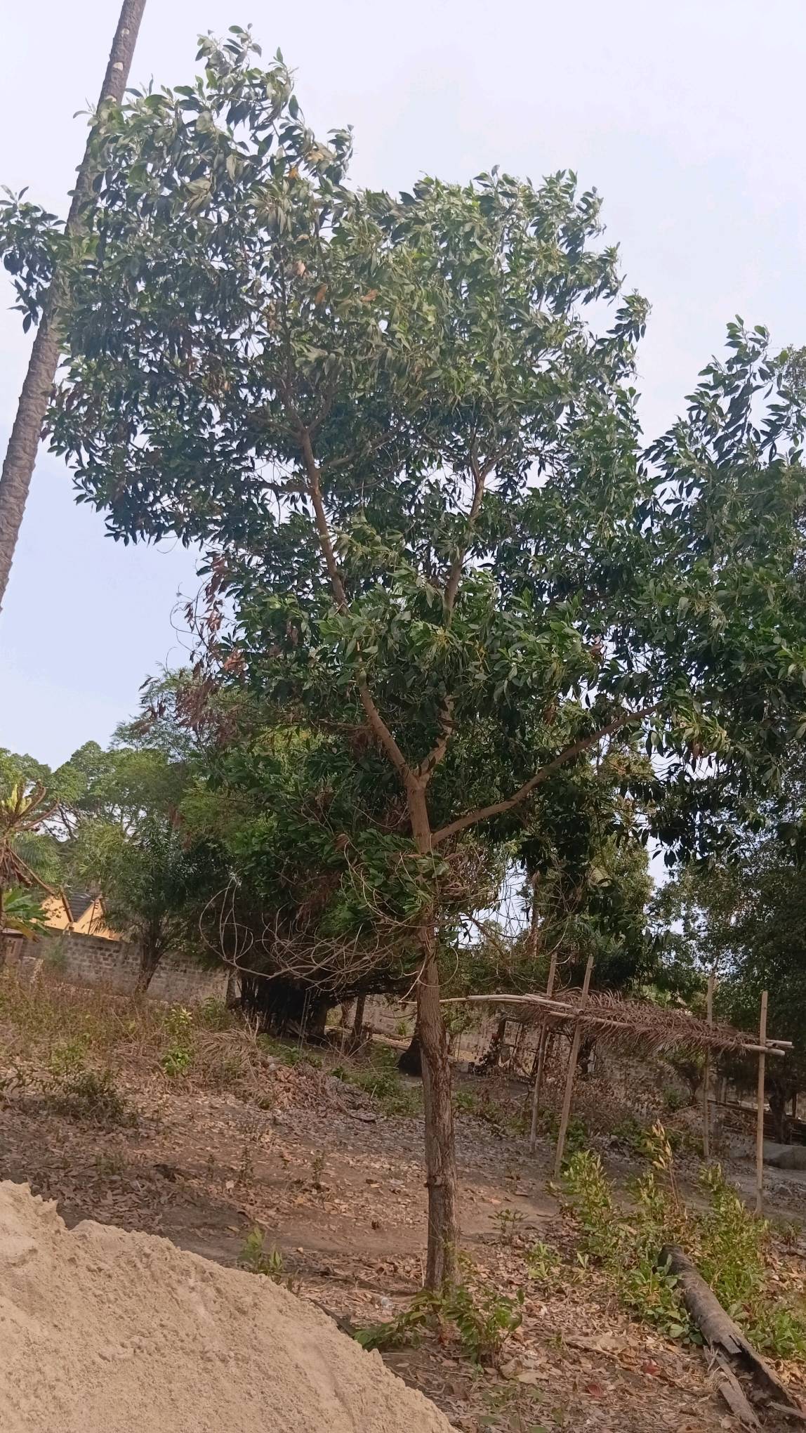 tree