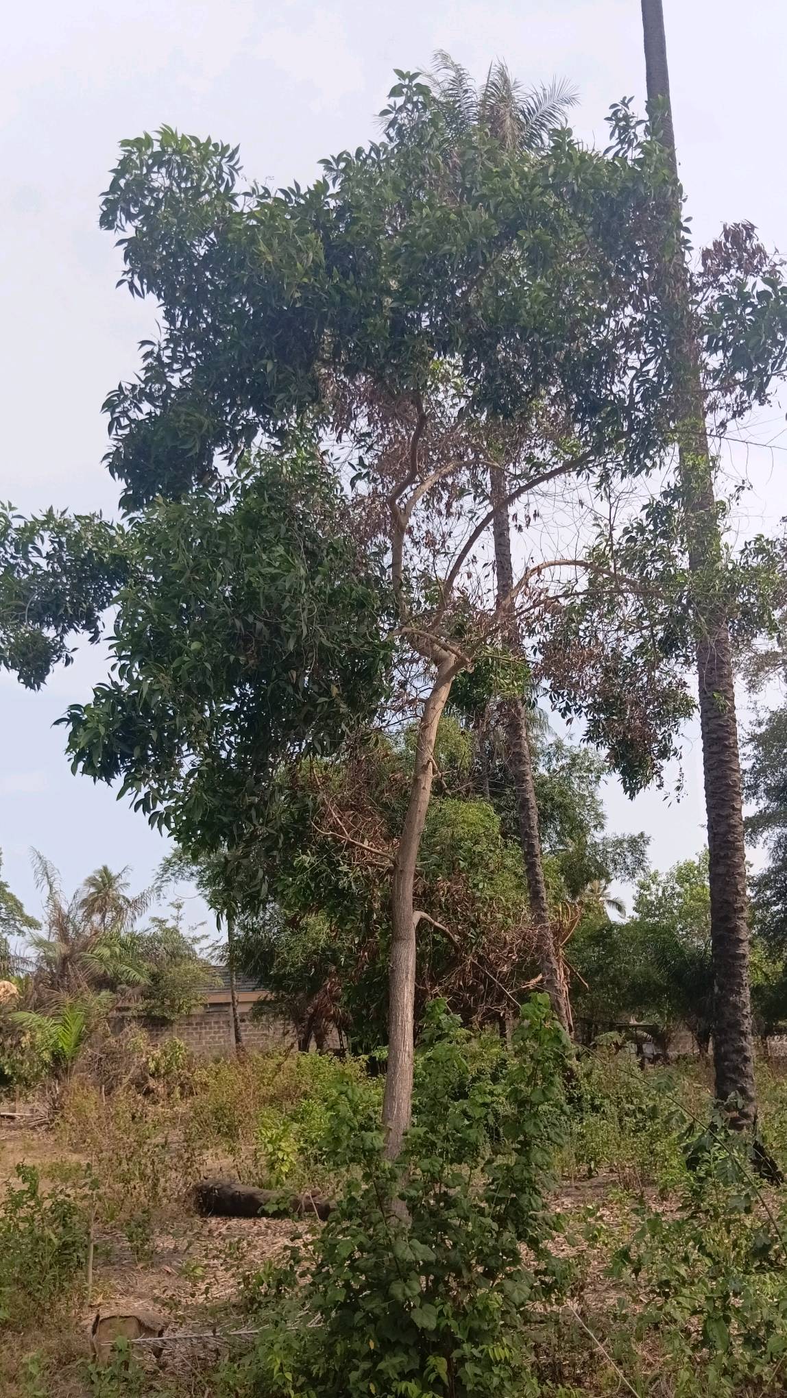 tree