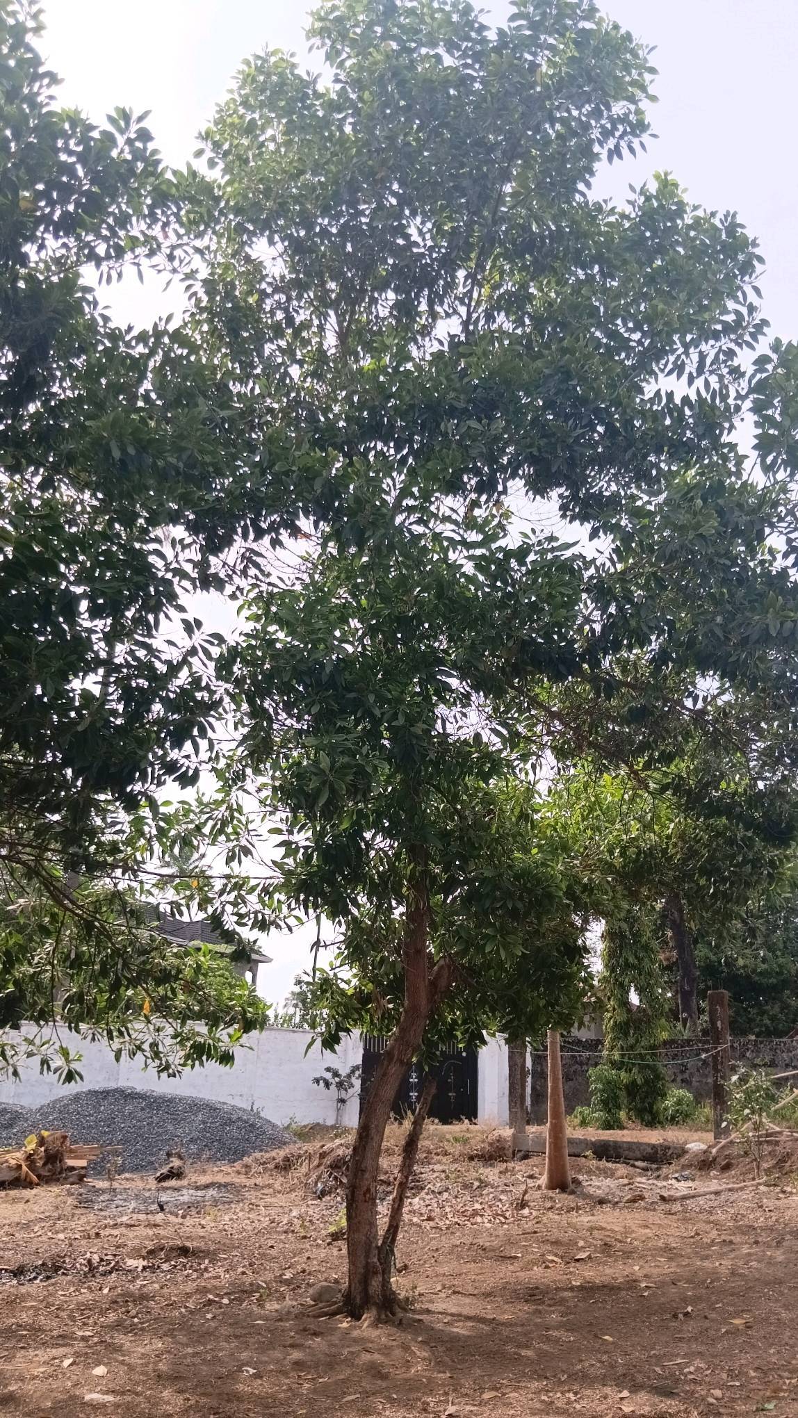 tree