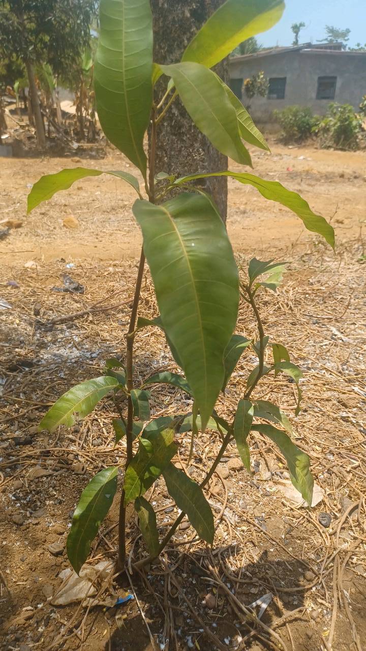 tree