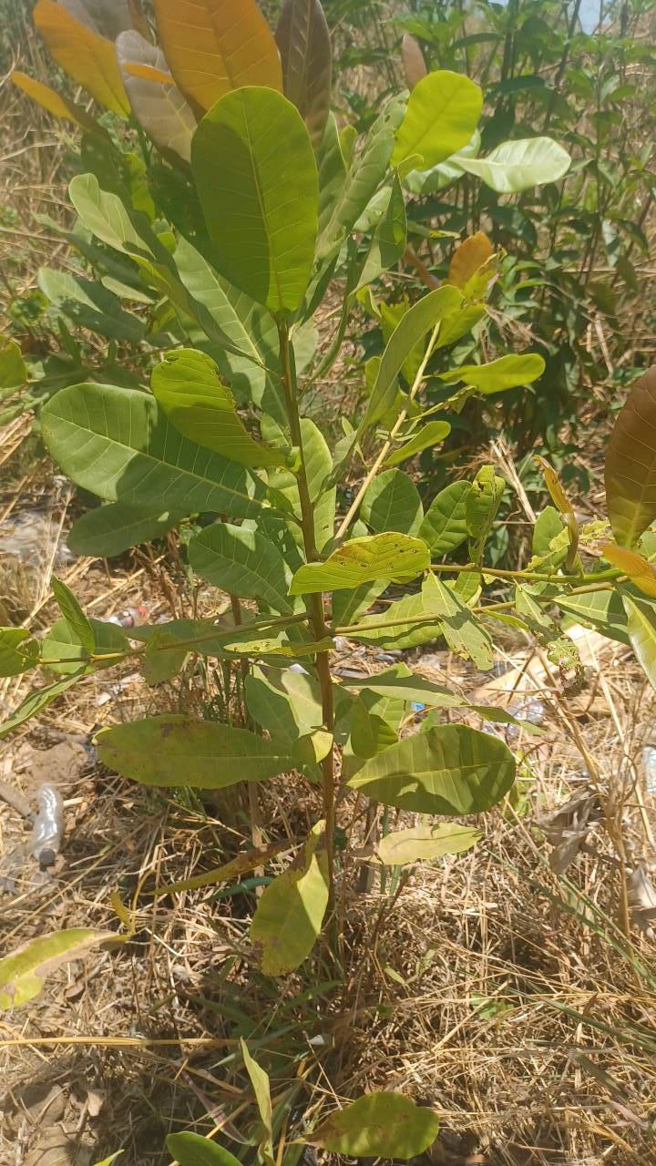 tree