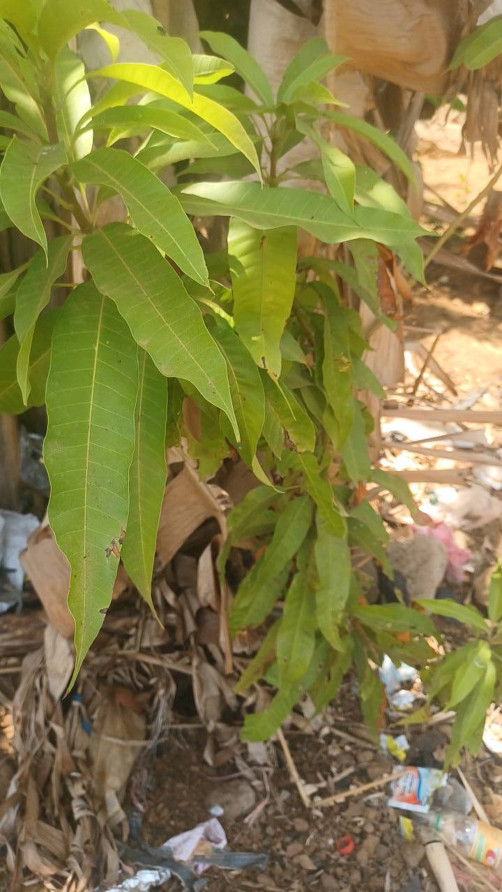 tree