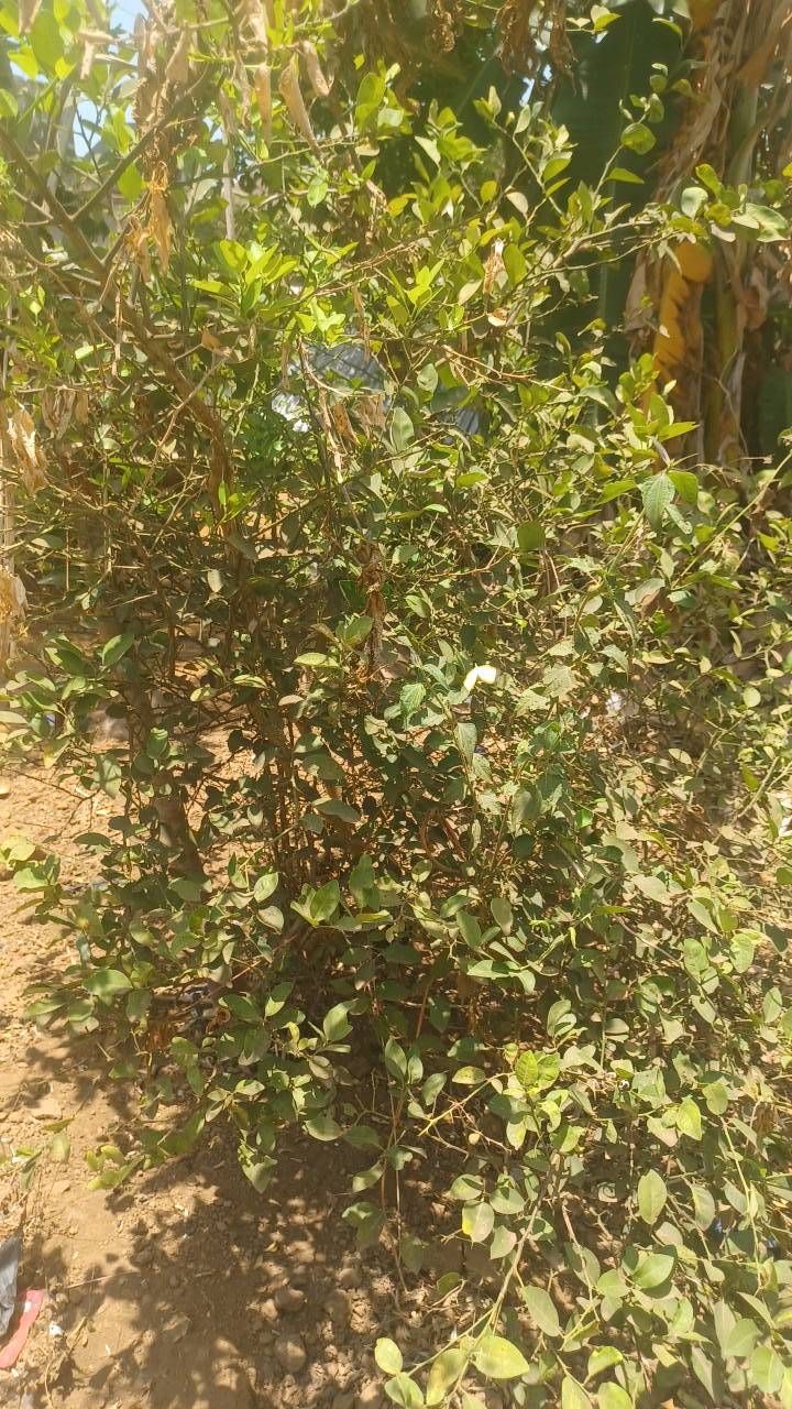 tree