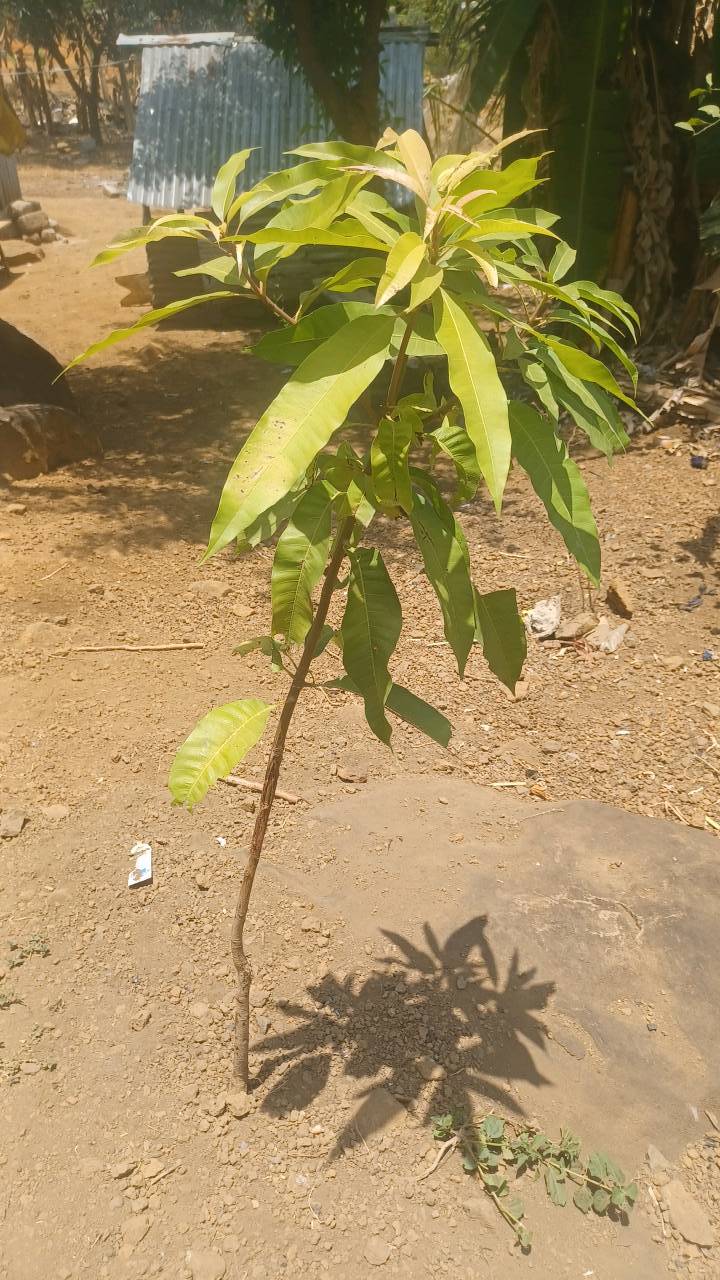 tree