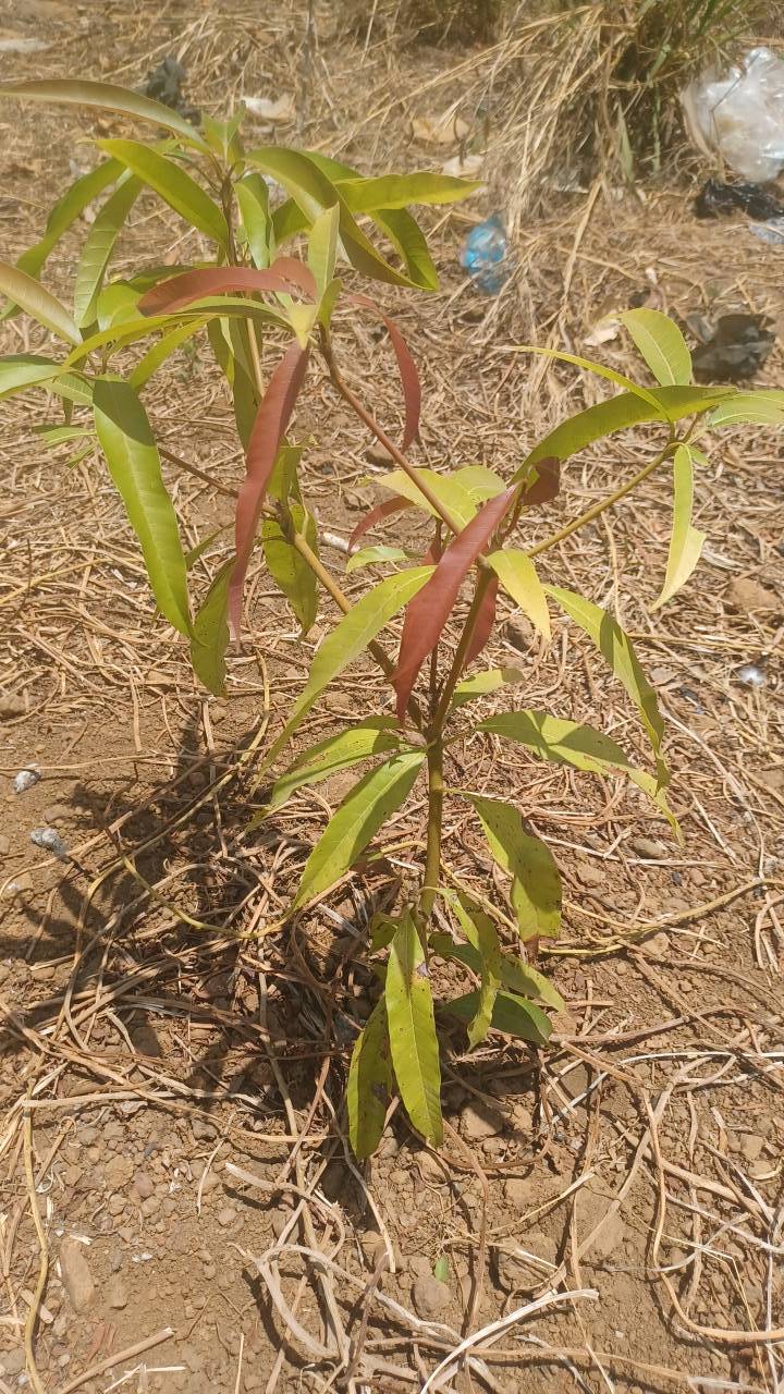 tree