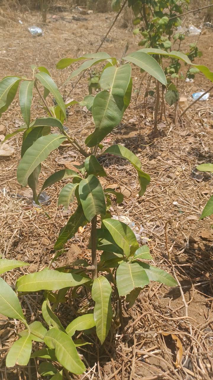 tree