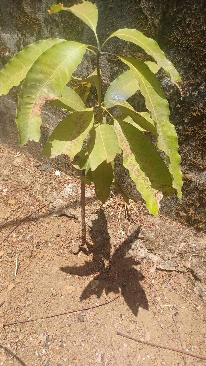 tree