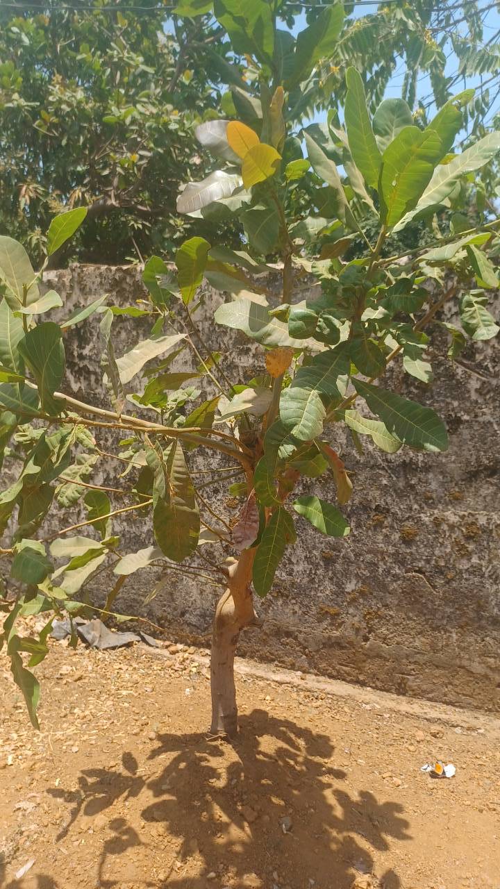 tree