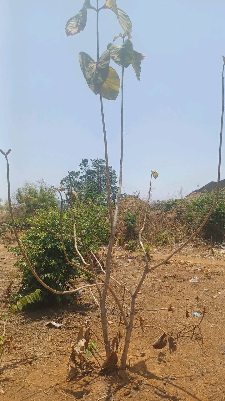 tree