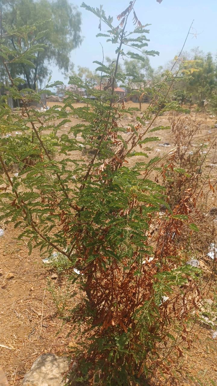tree