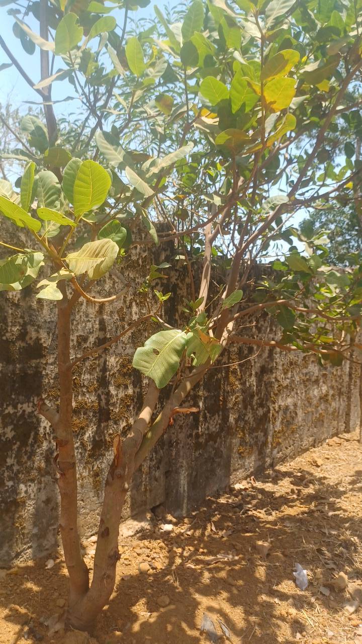 tree