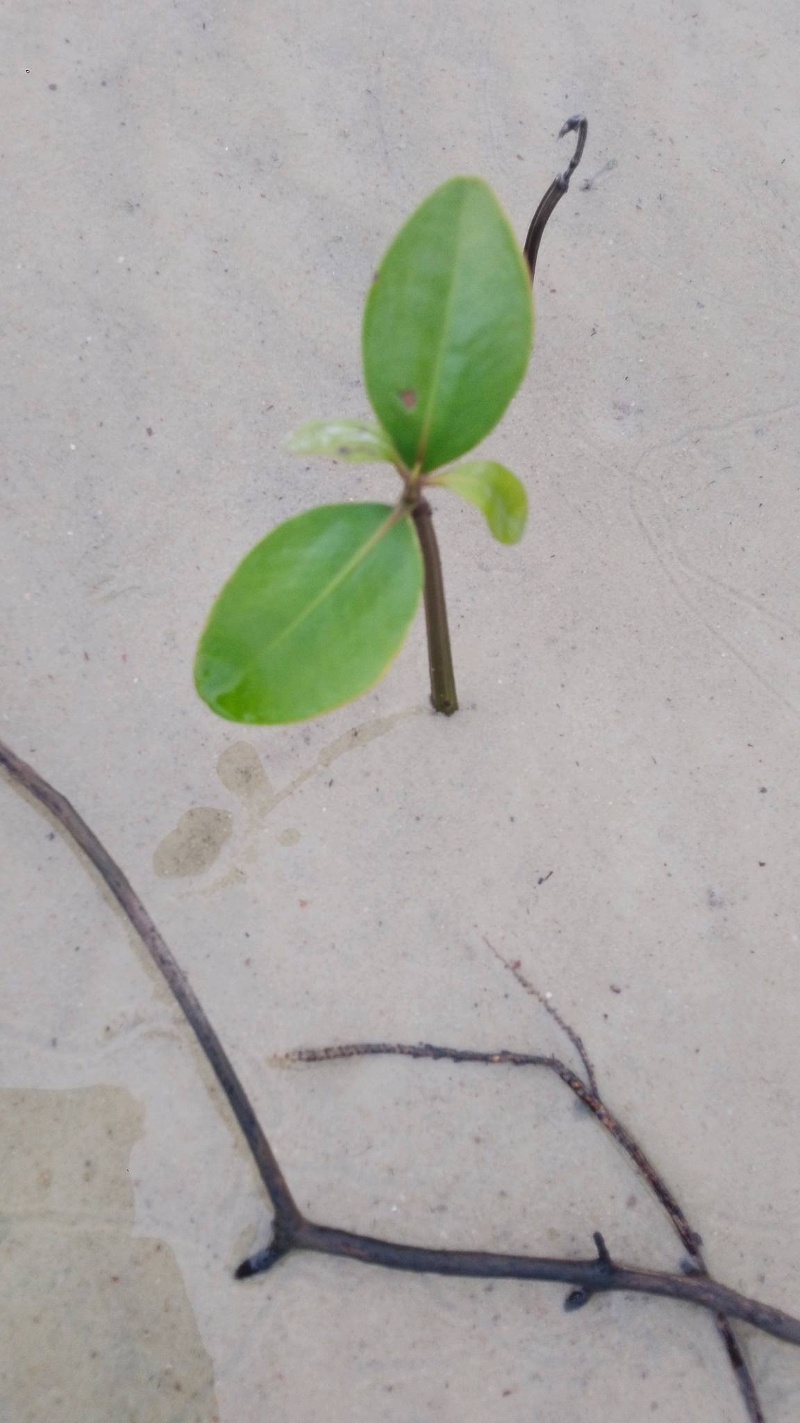 tree