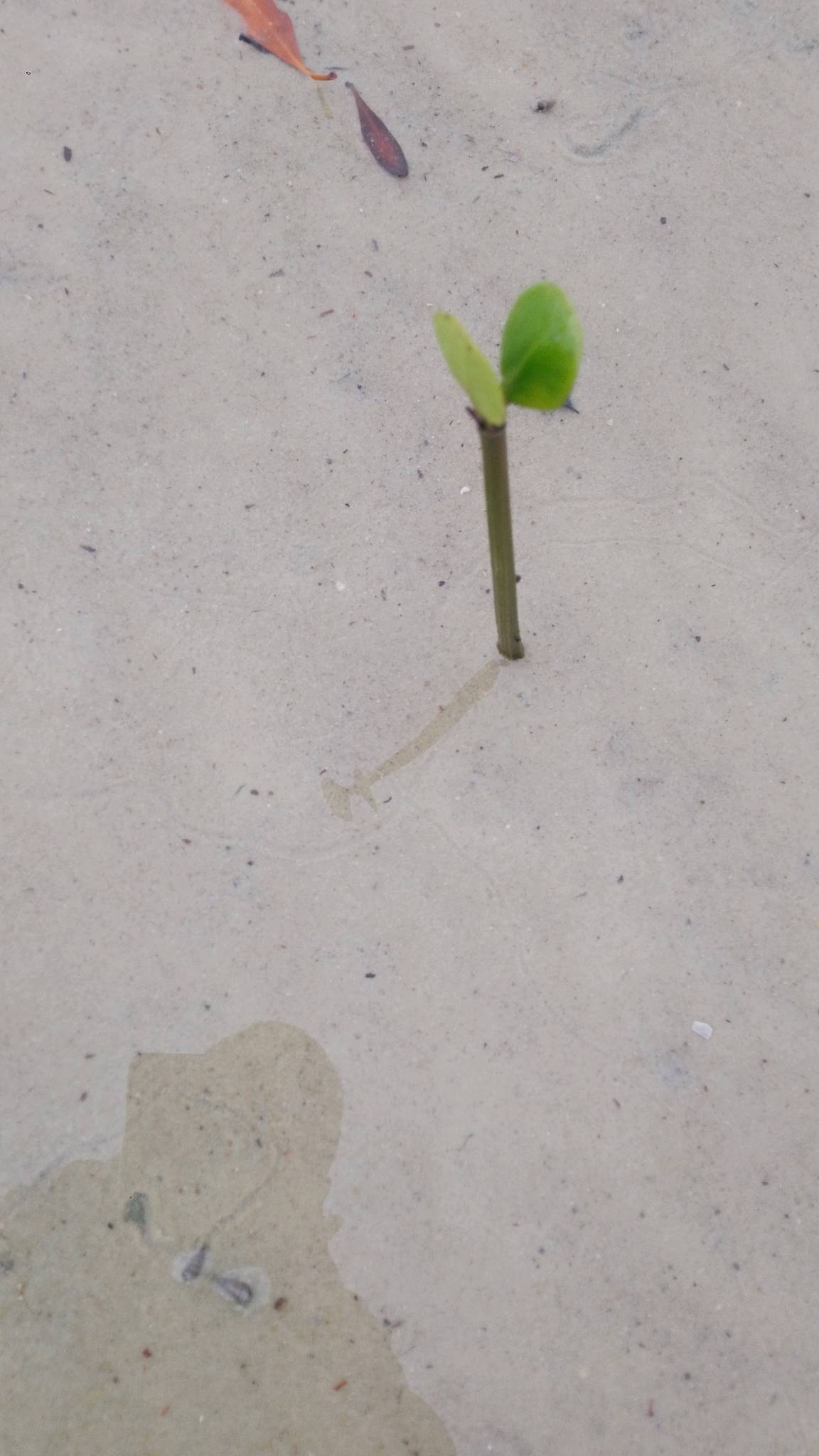tree