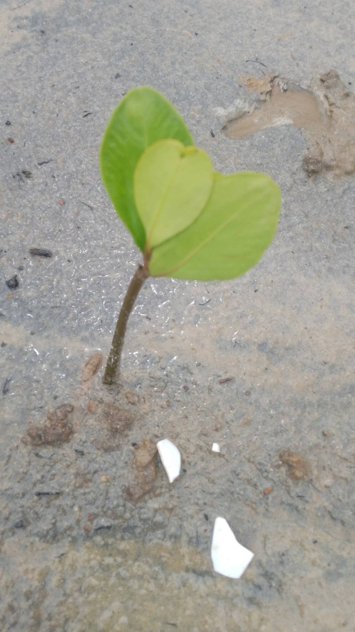 tree