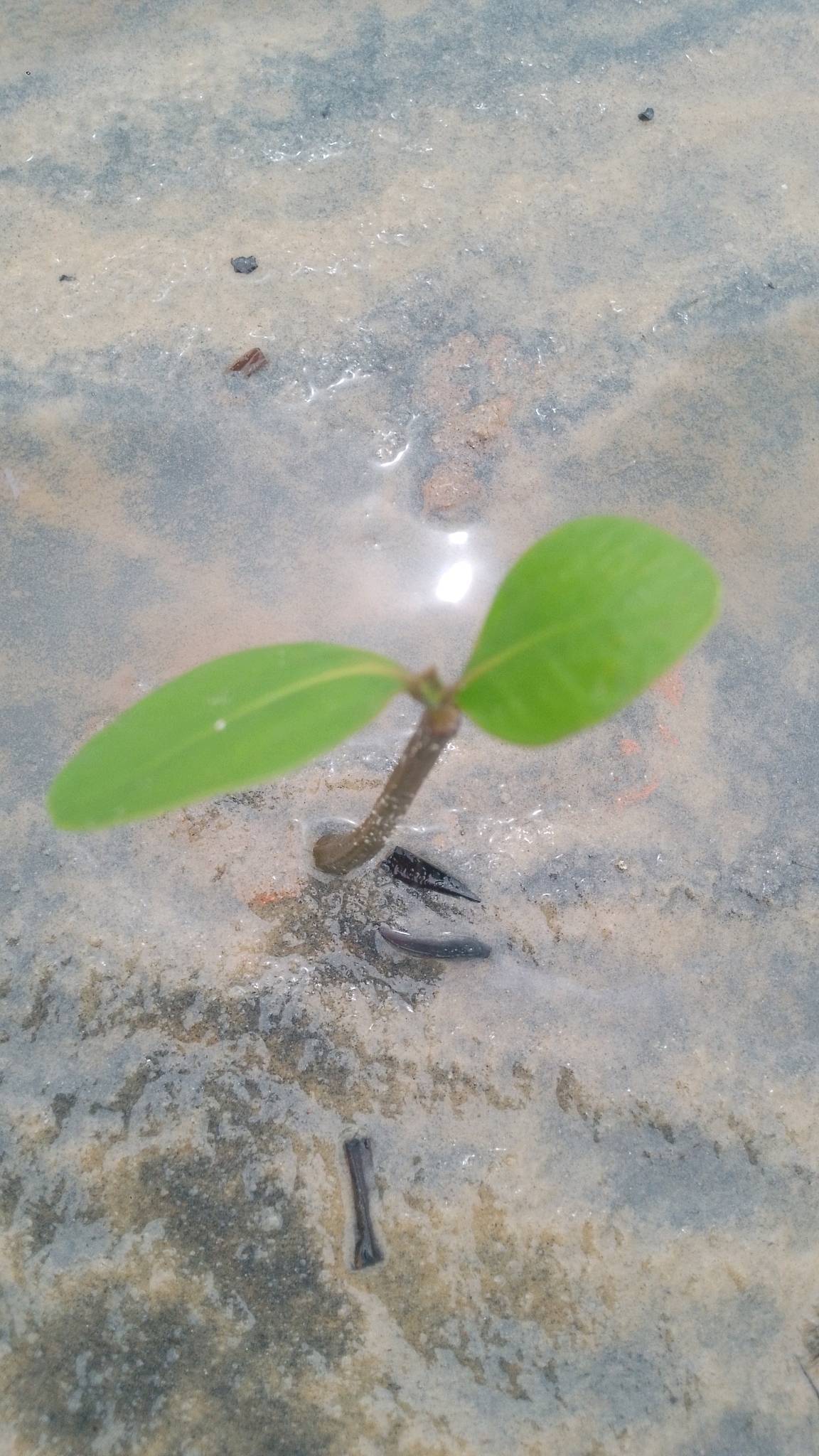 tree