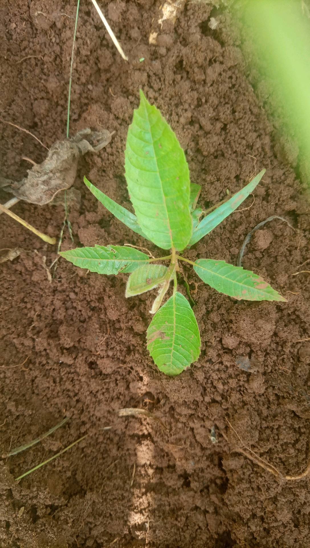 tree