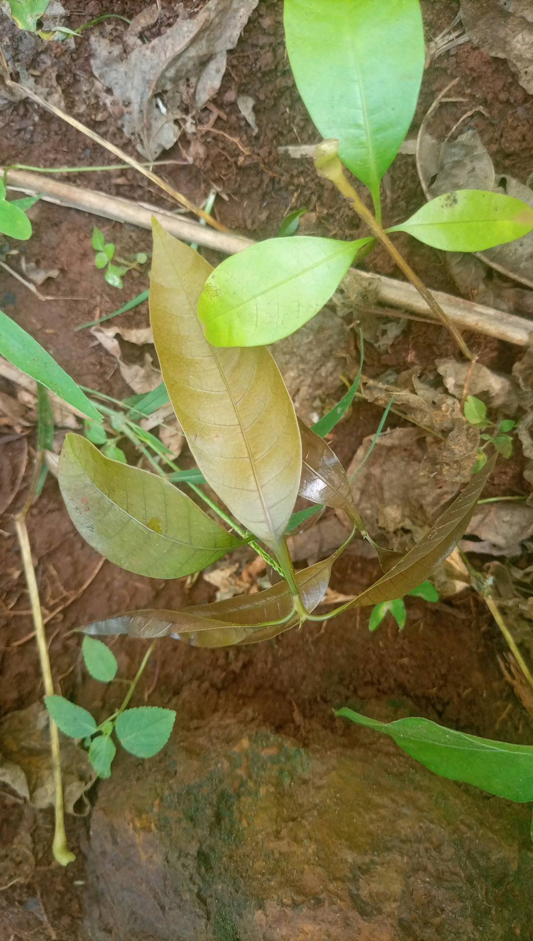 tree