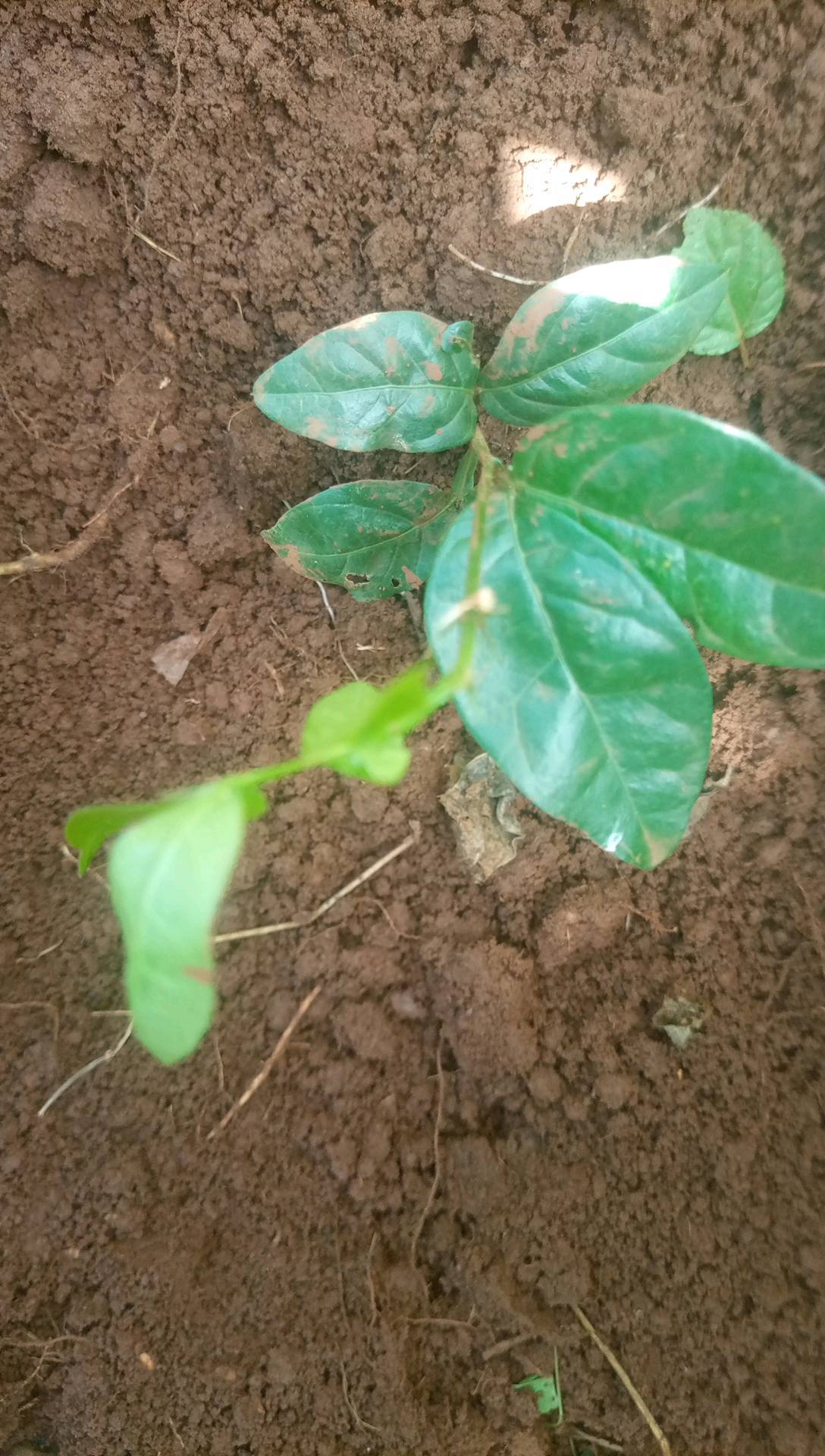 tree