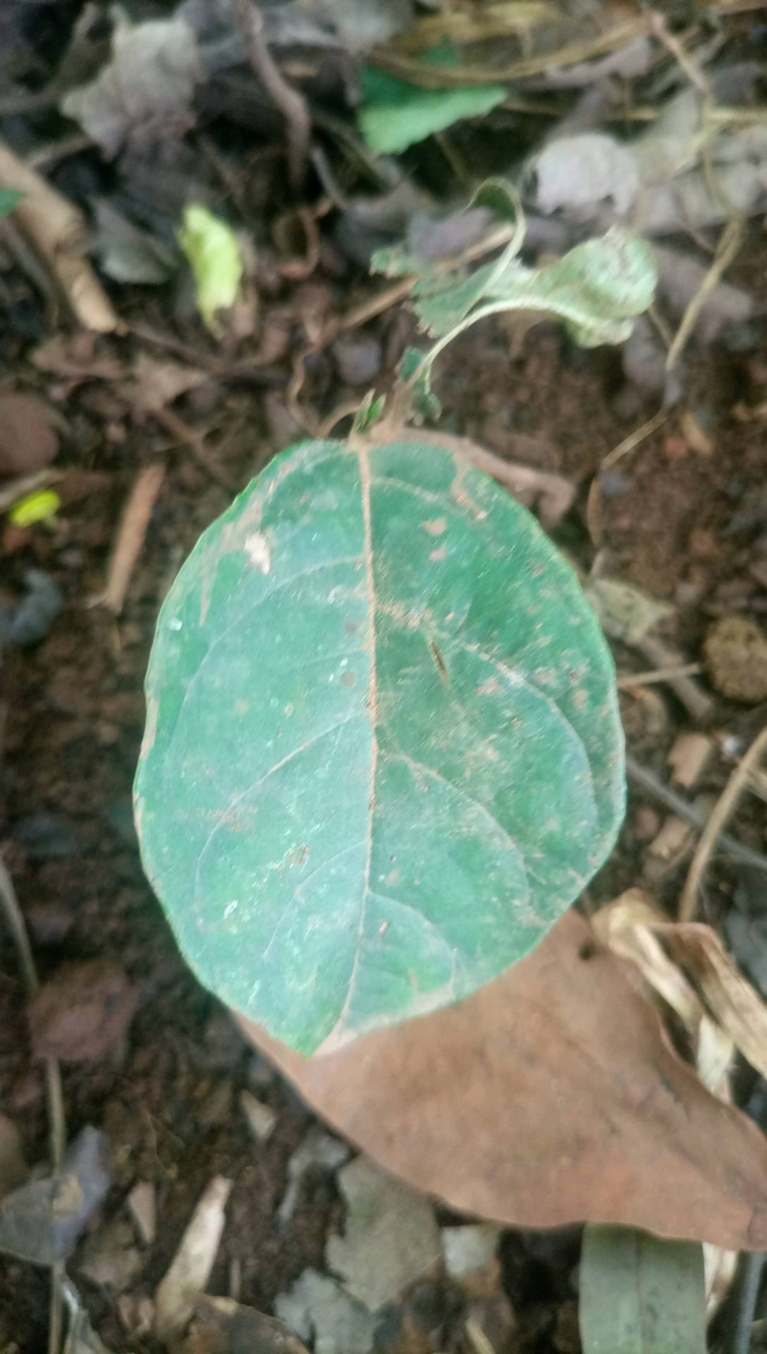 tree