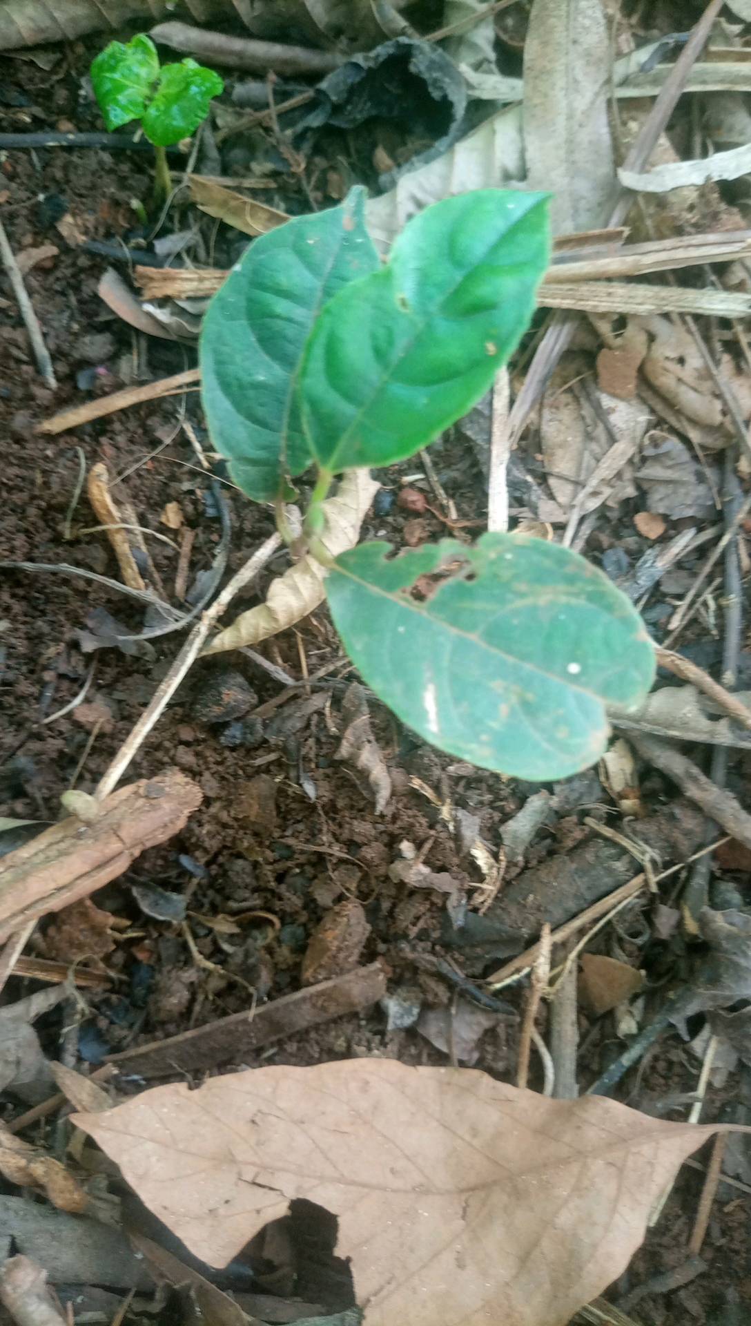 tree