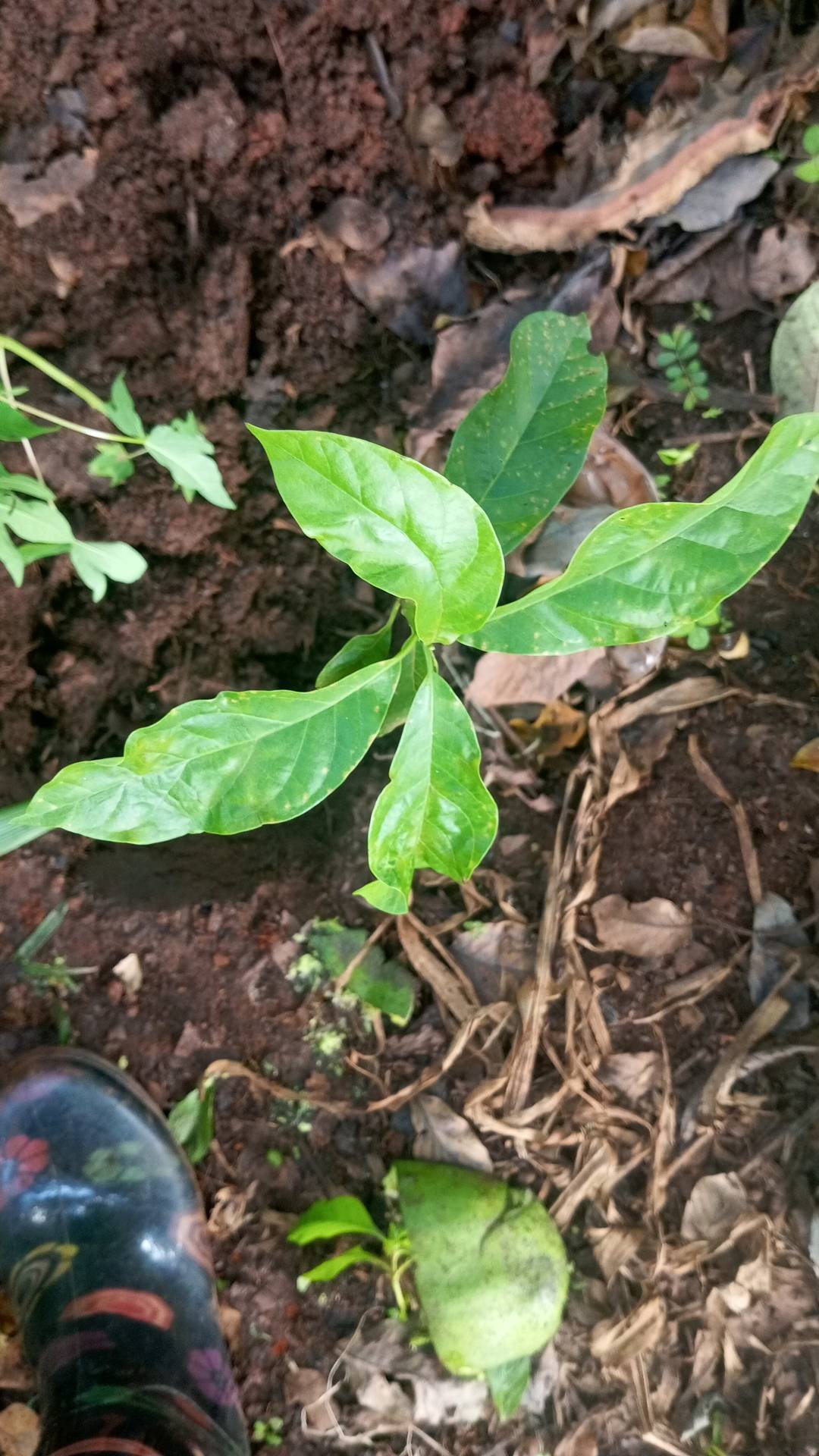 tree