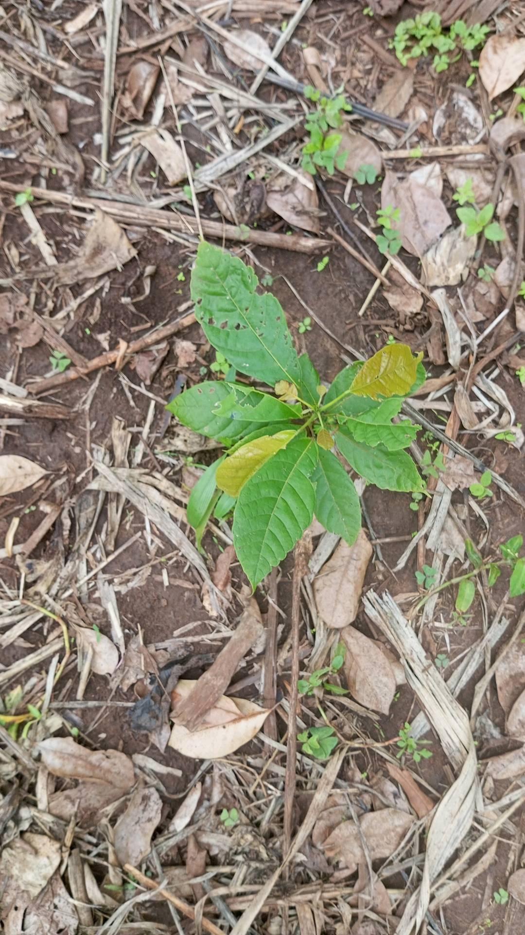 tree