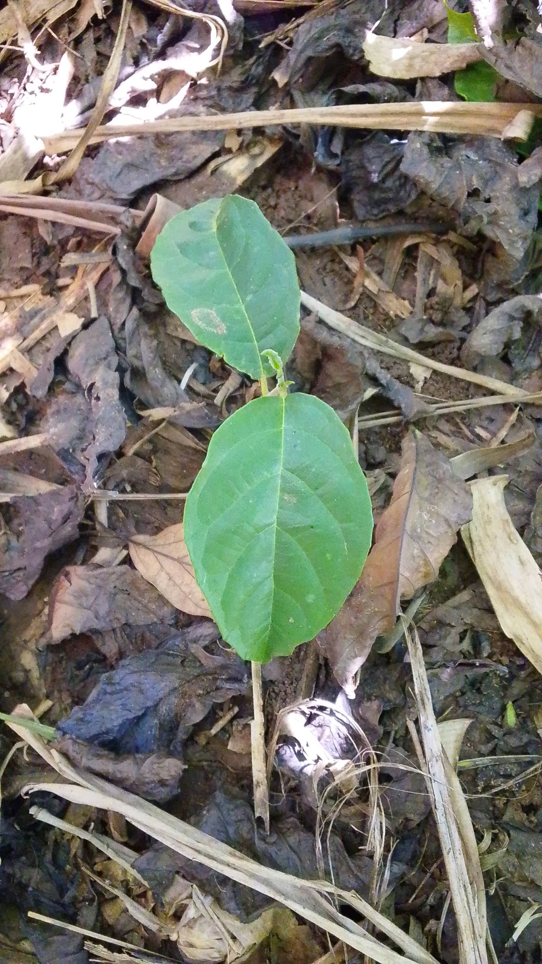 tree