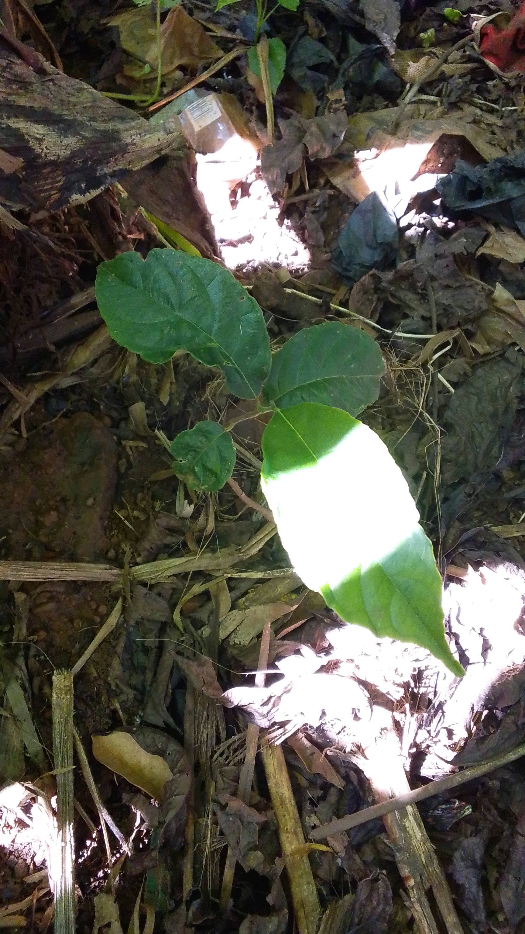 tree