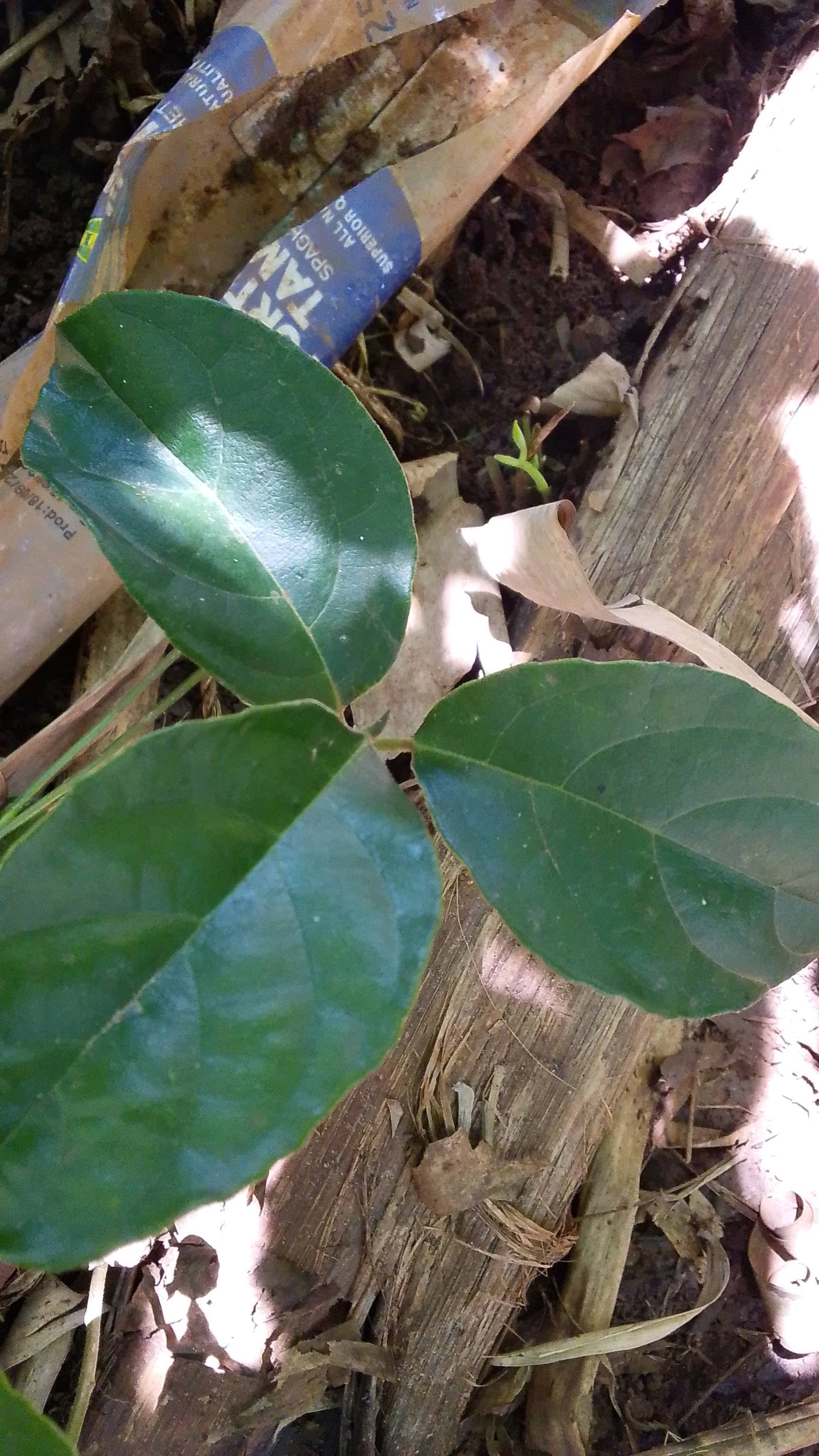 tree