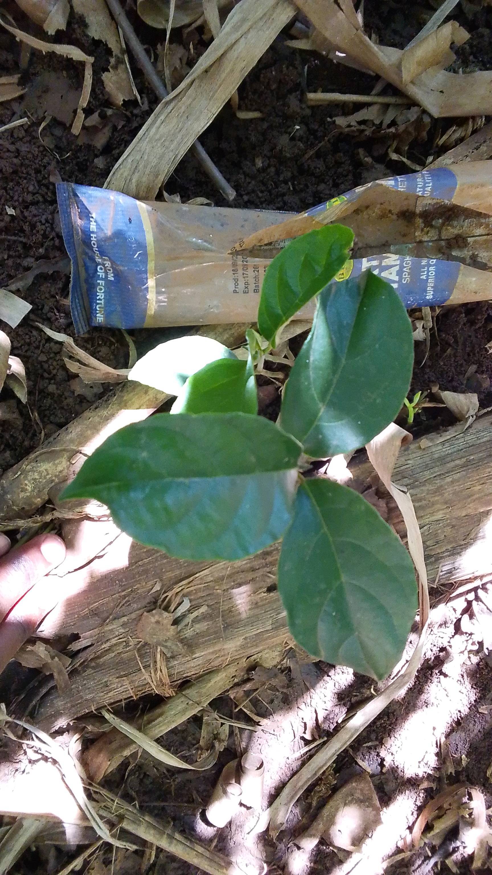 tree