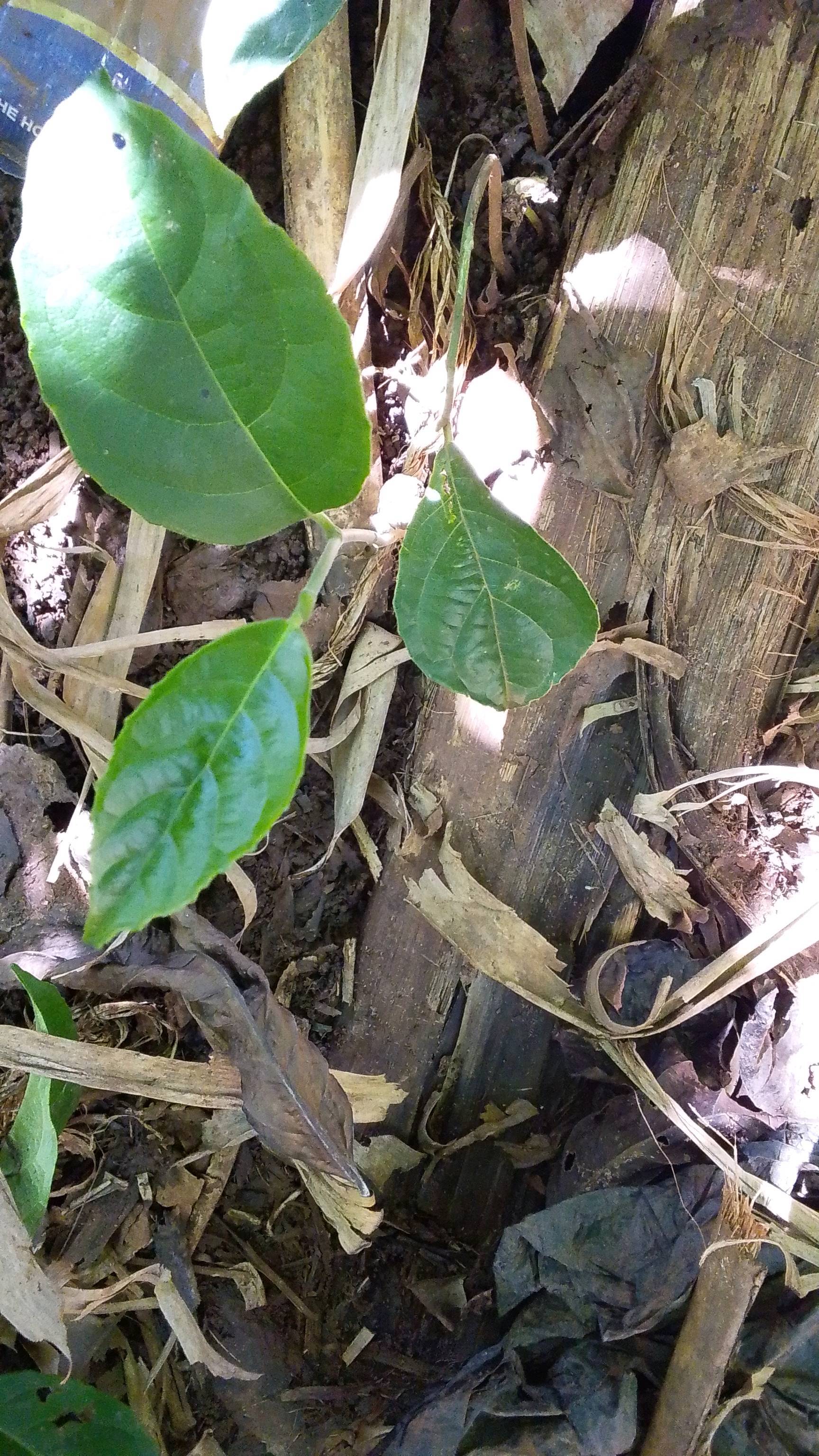 tree