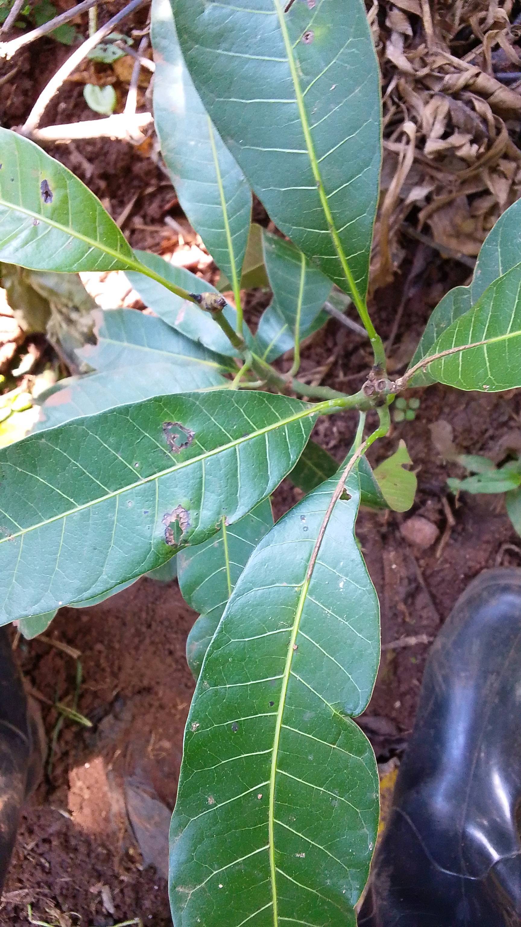 tree