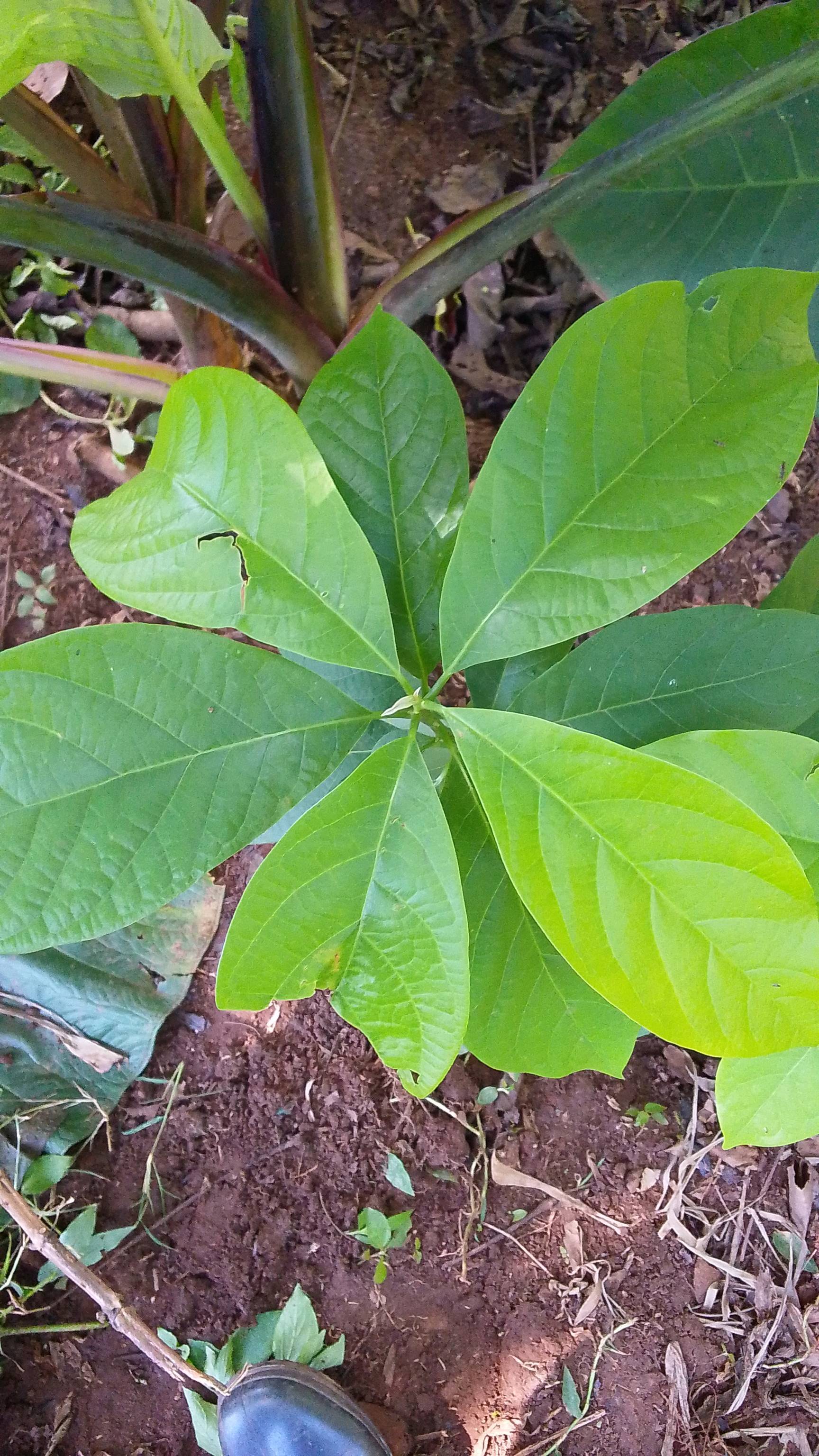 tree