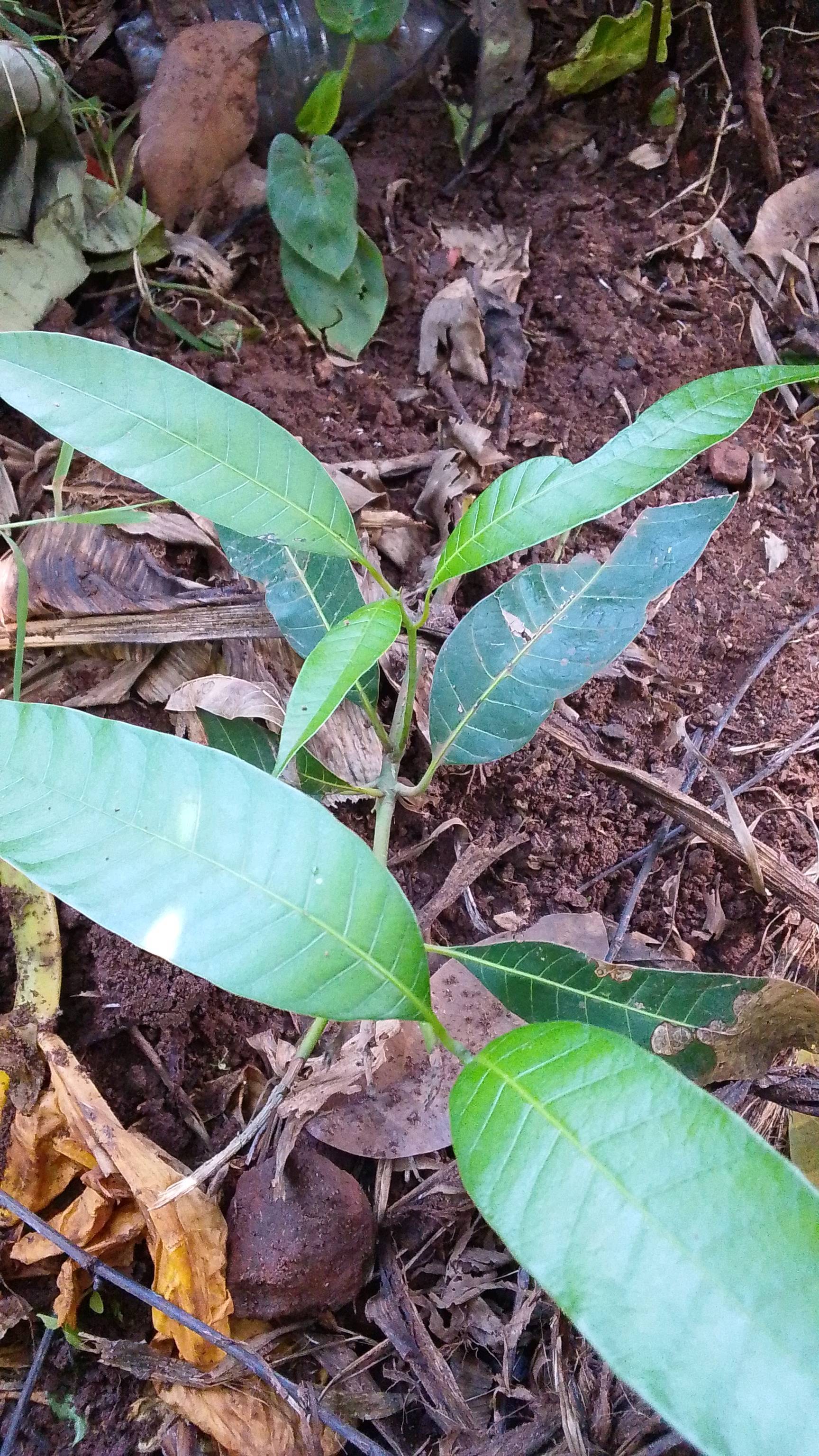 tree