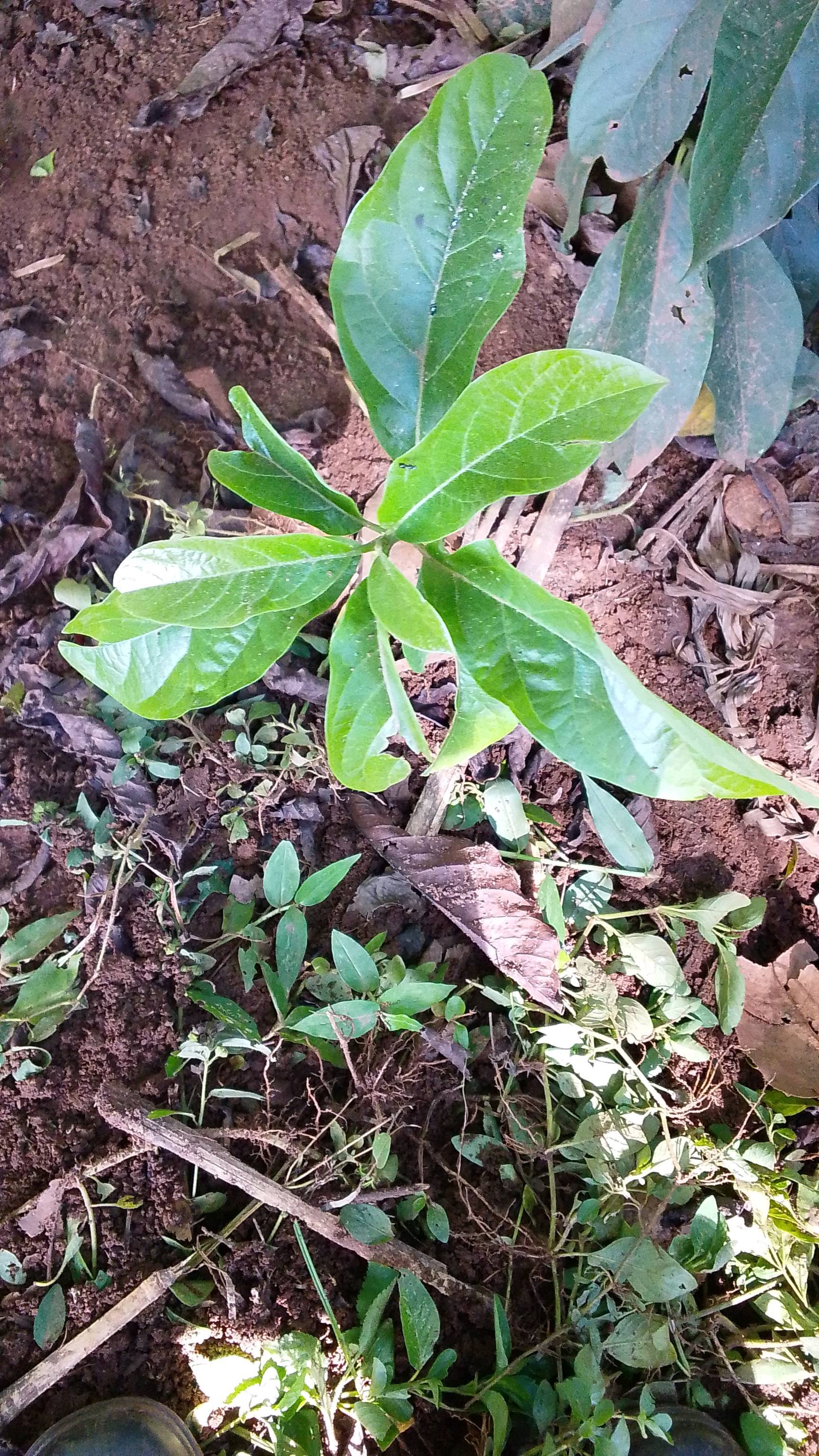 tree