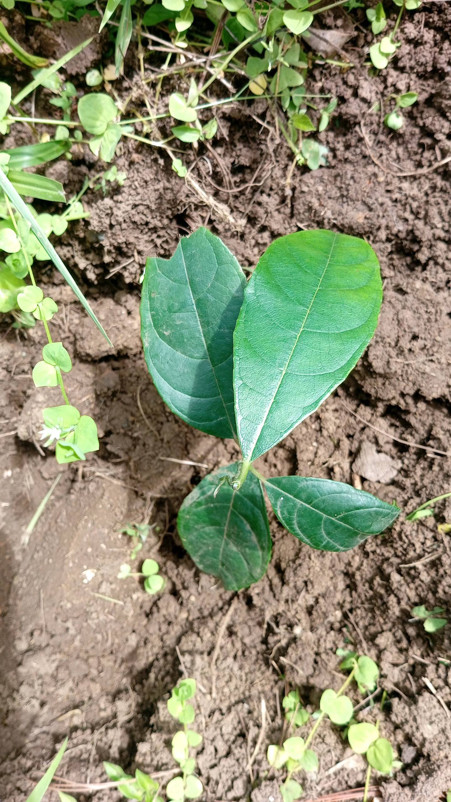 tree