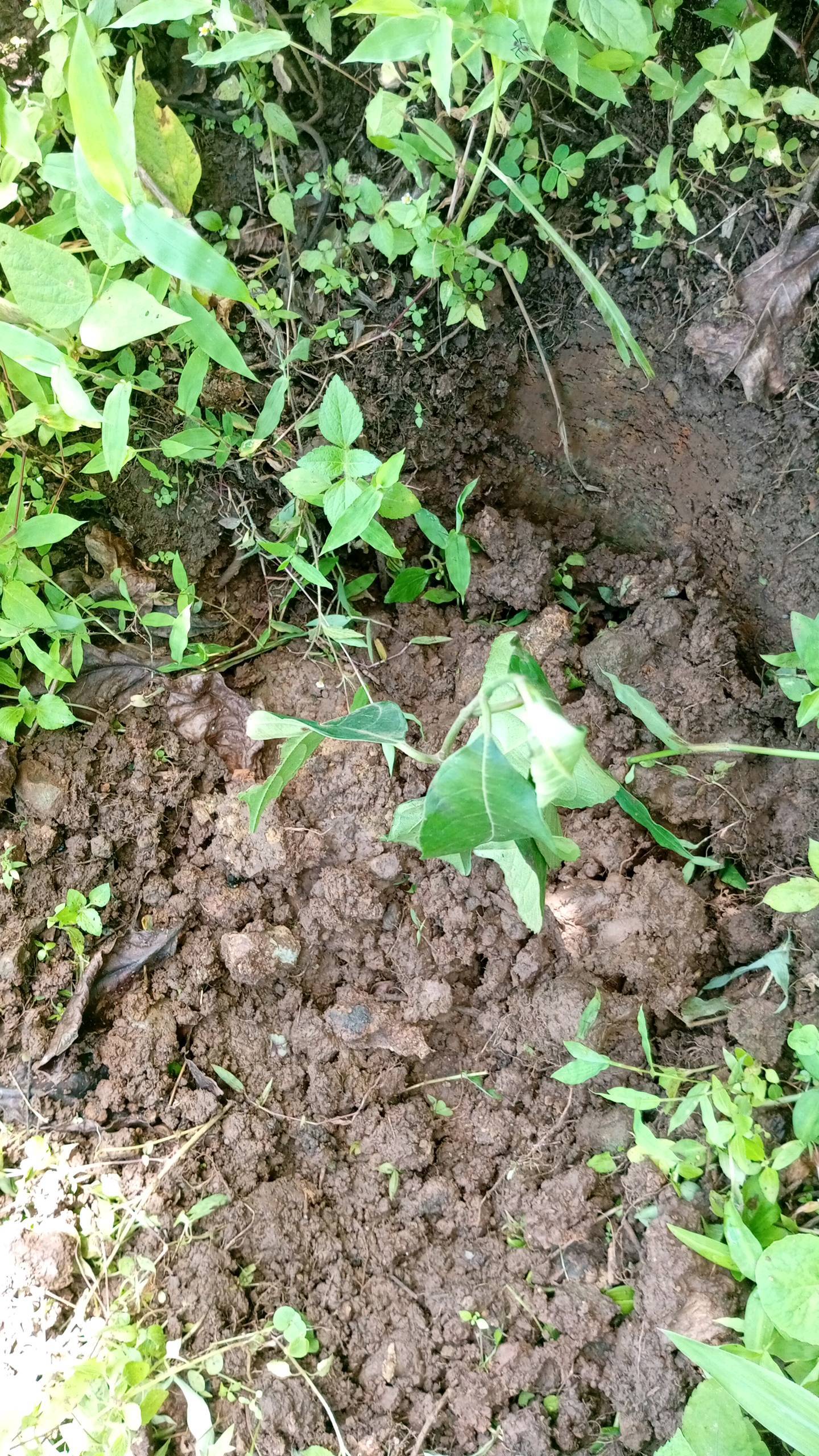 tree