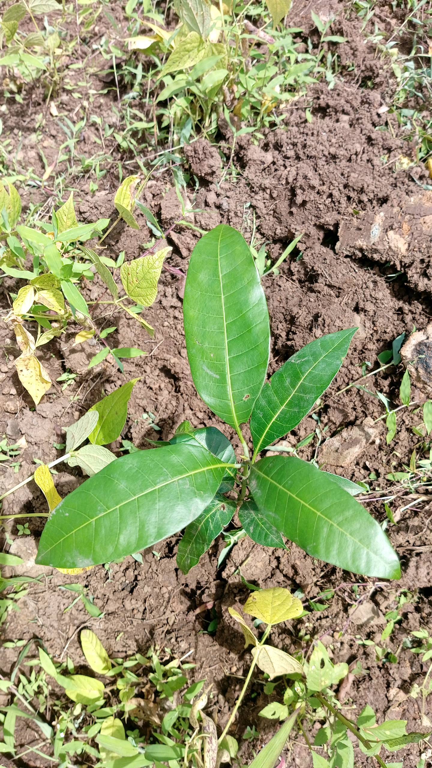 tree