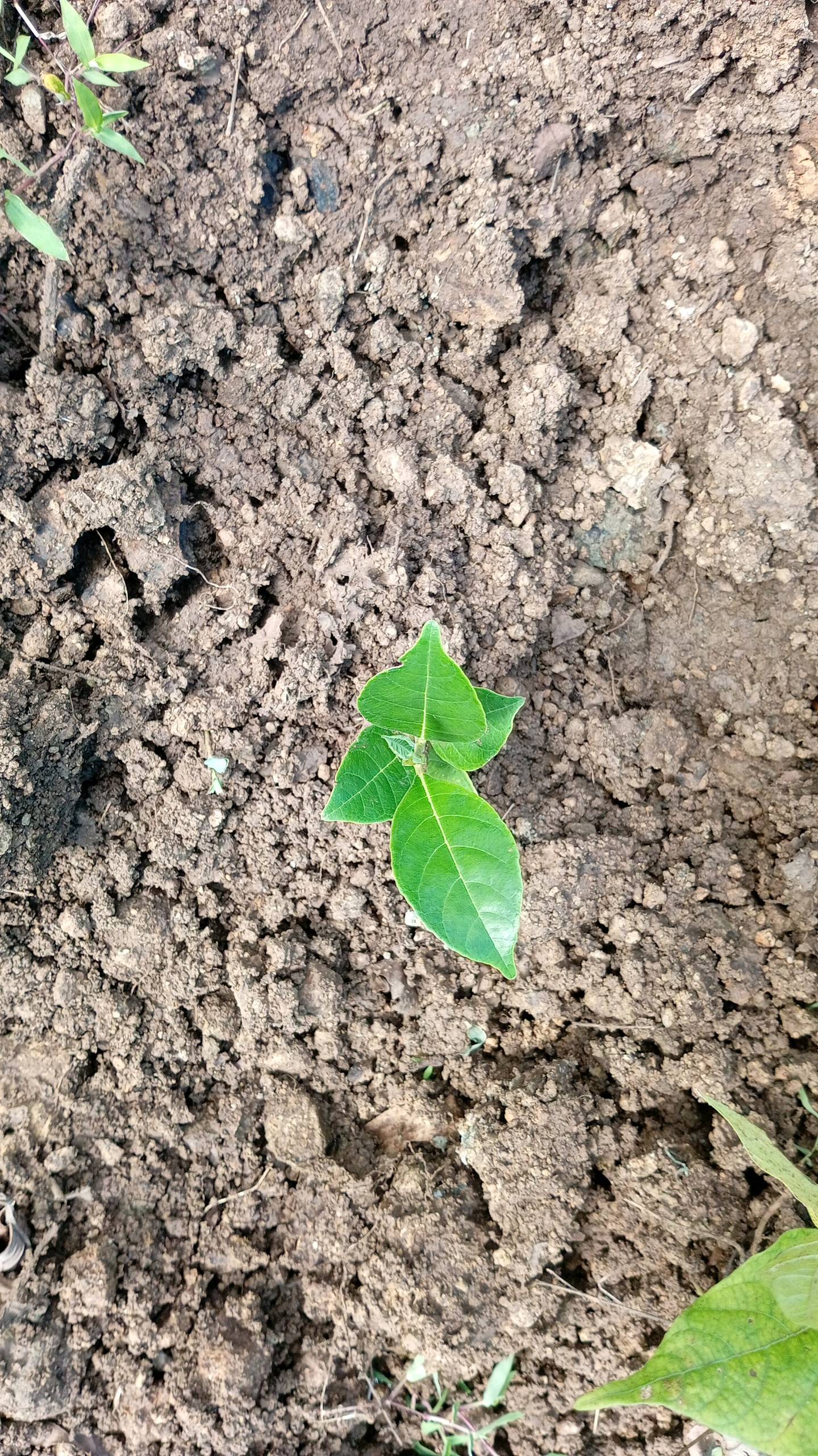 tree
